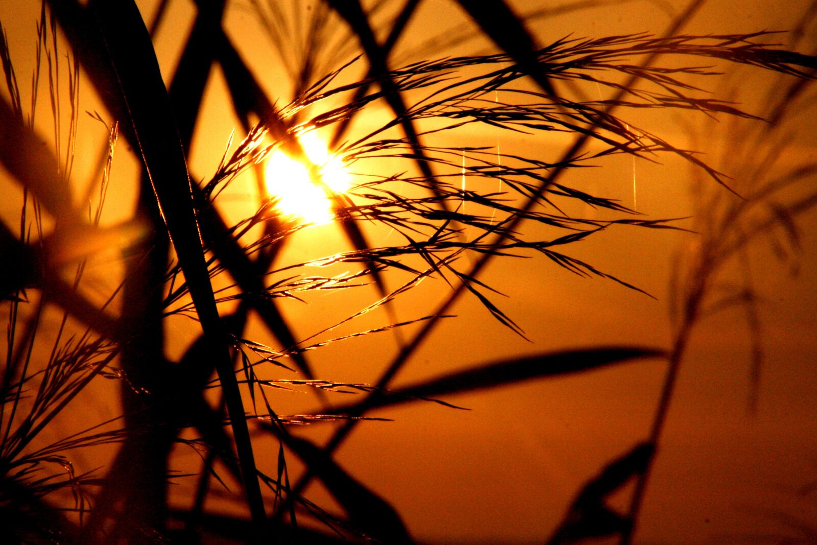 Canon EOS 400D (EOS Digital Rebel XTi / EOS Kiss Digital X) sample photo. Grass, grasses, backlighting photography