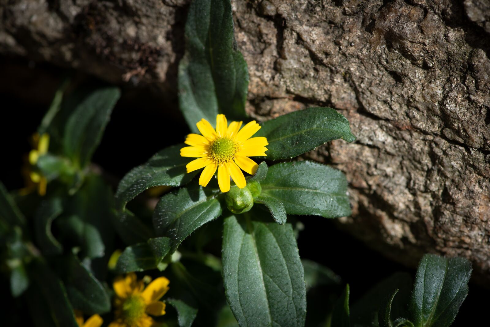 Nikon D750 sample photo. Hussars brains, yellow, flower photography