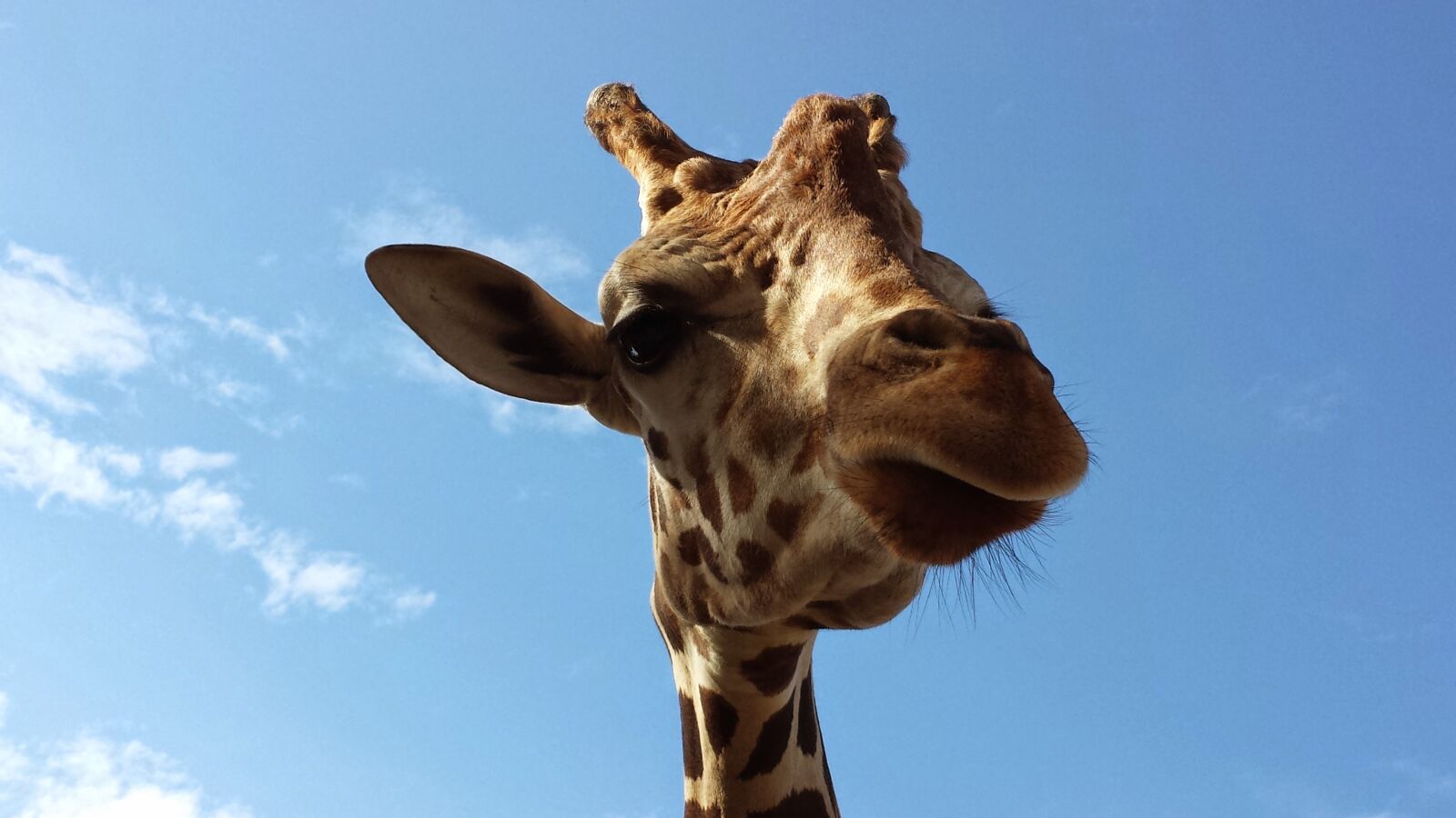 Samsung Galaxy S4 sample photo. Nature, sky, animal photography