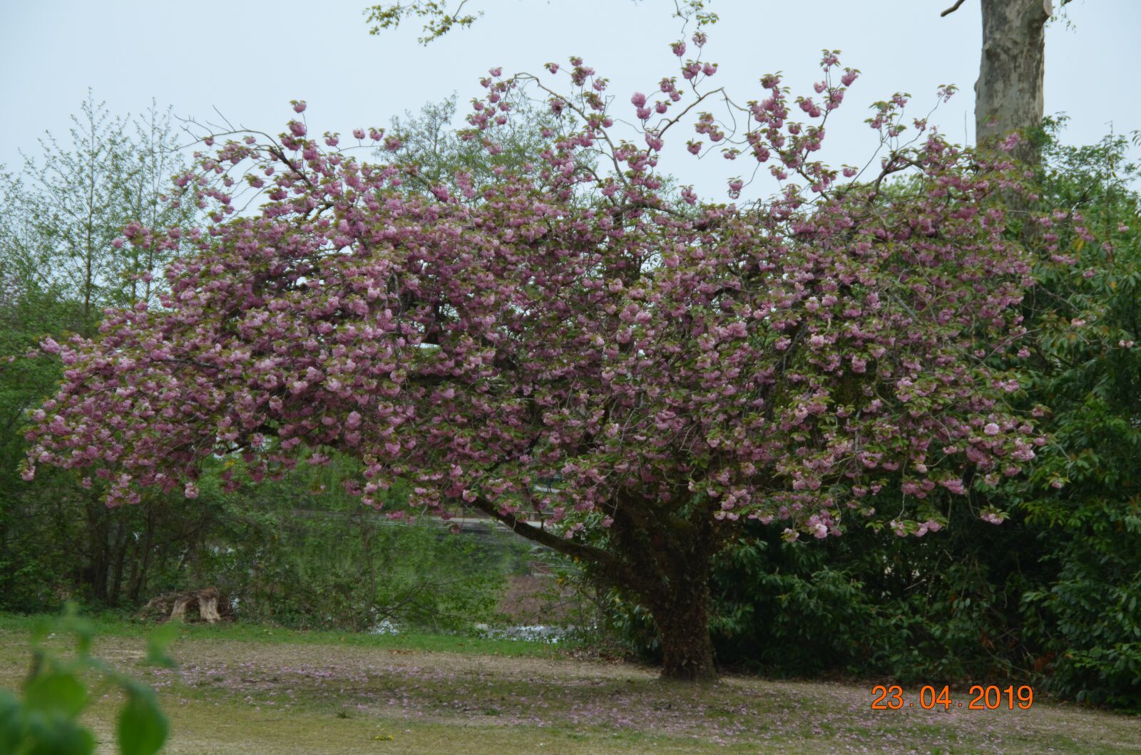 Nikon D5100 sample photo. Magnolia, tree, nature photography