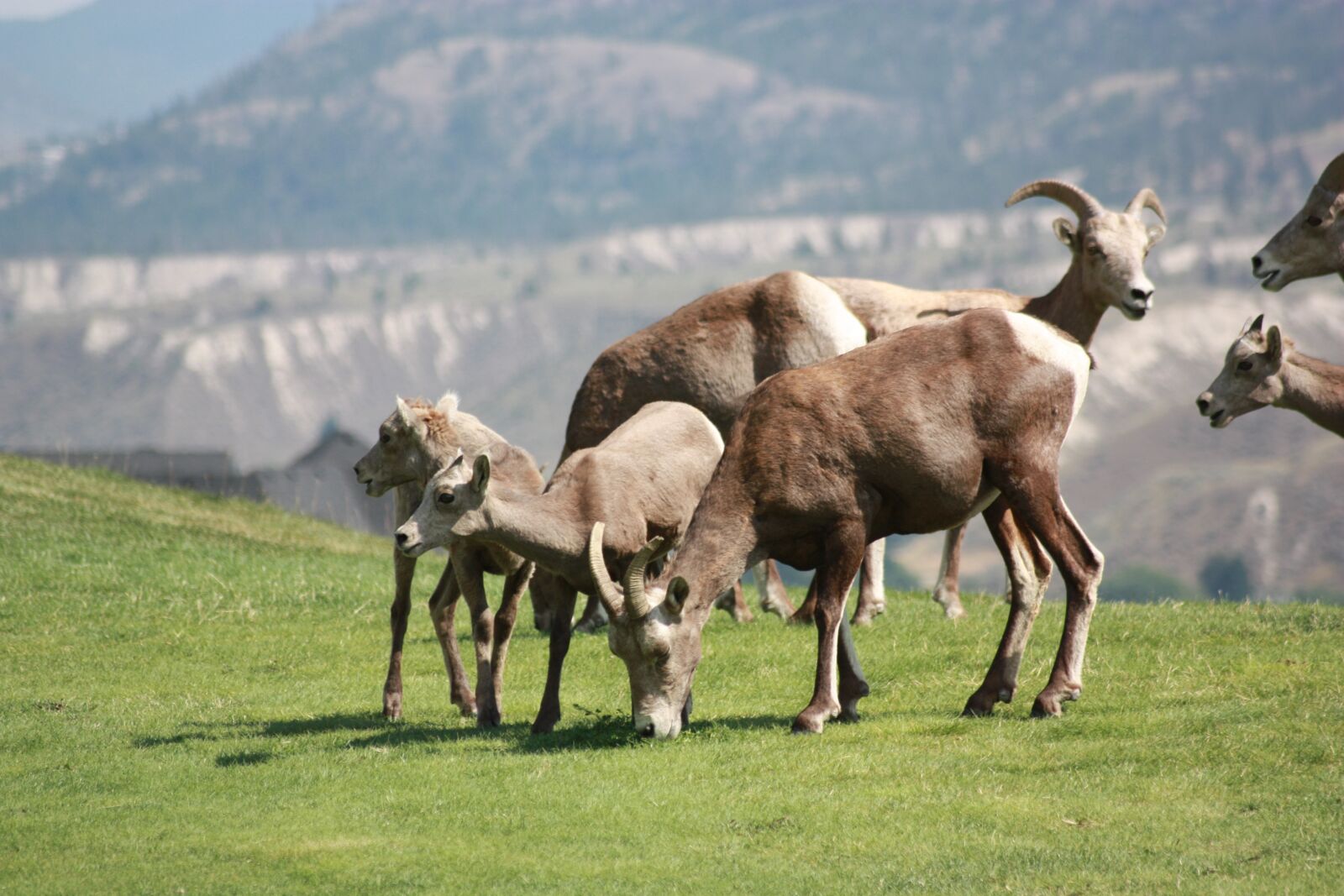Canon EOS 450D (EOS Rebel XSi / EOS Kiss X2) sample photo. Sheep, animal, wildlife photography