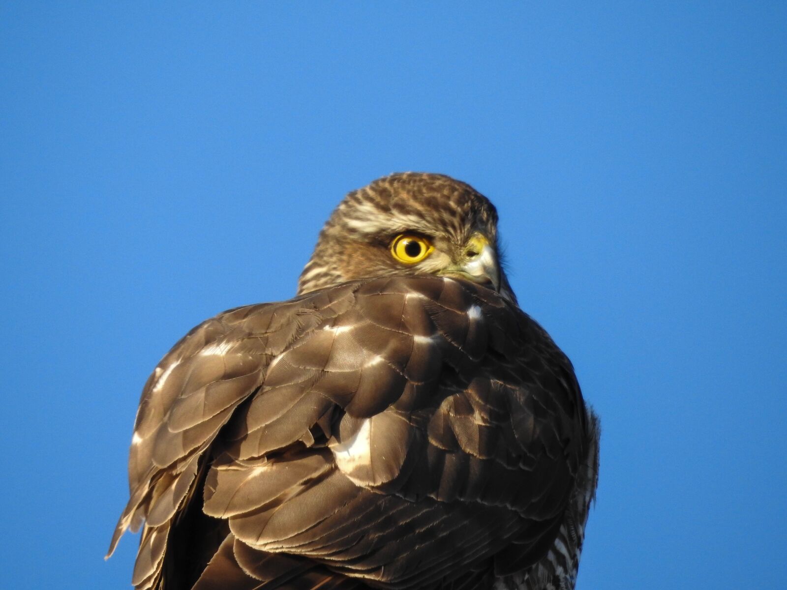 Nikon Coolpix P900 sample photo. Sperber, raptor, feather photography