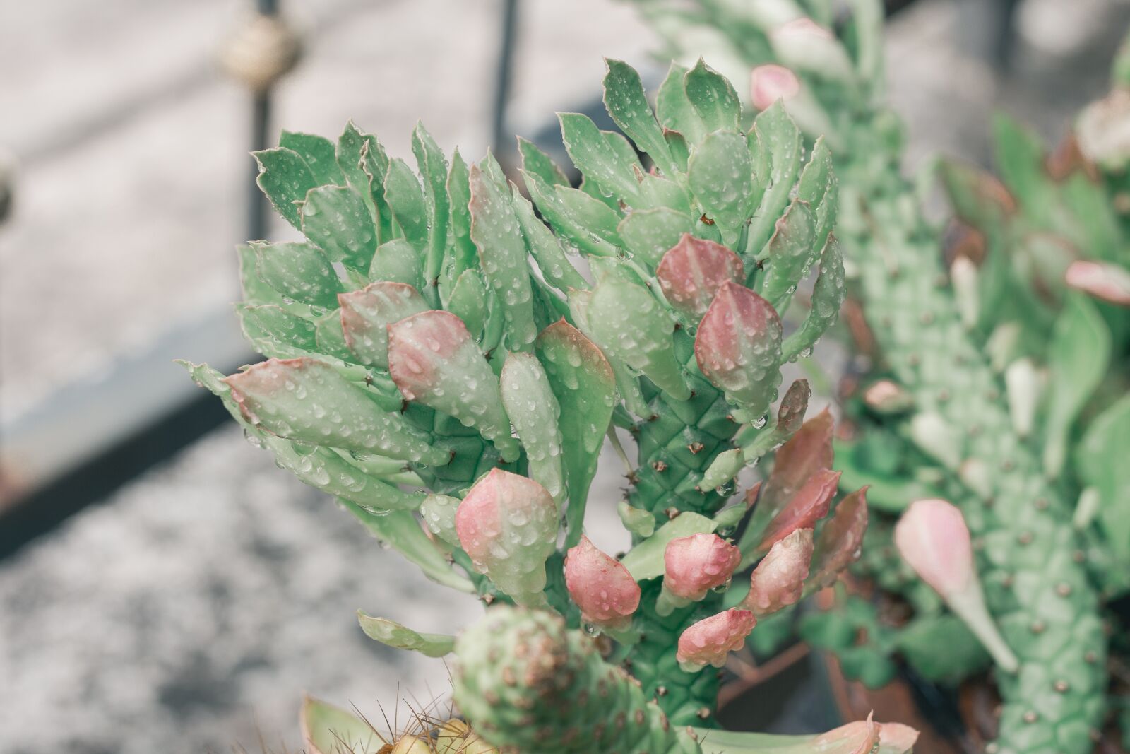 Canon EOS 700D (EOS Rebel T5i / EOS Kiss X7i) + Canon EF 50mm F1.8 STM sample photo. Green, pineapple, aloe vera photography