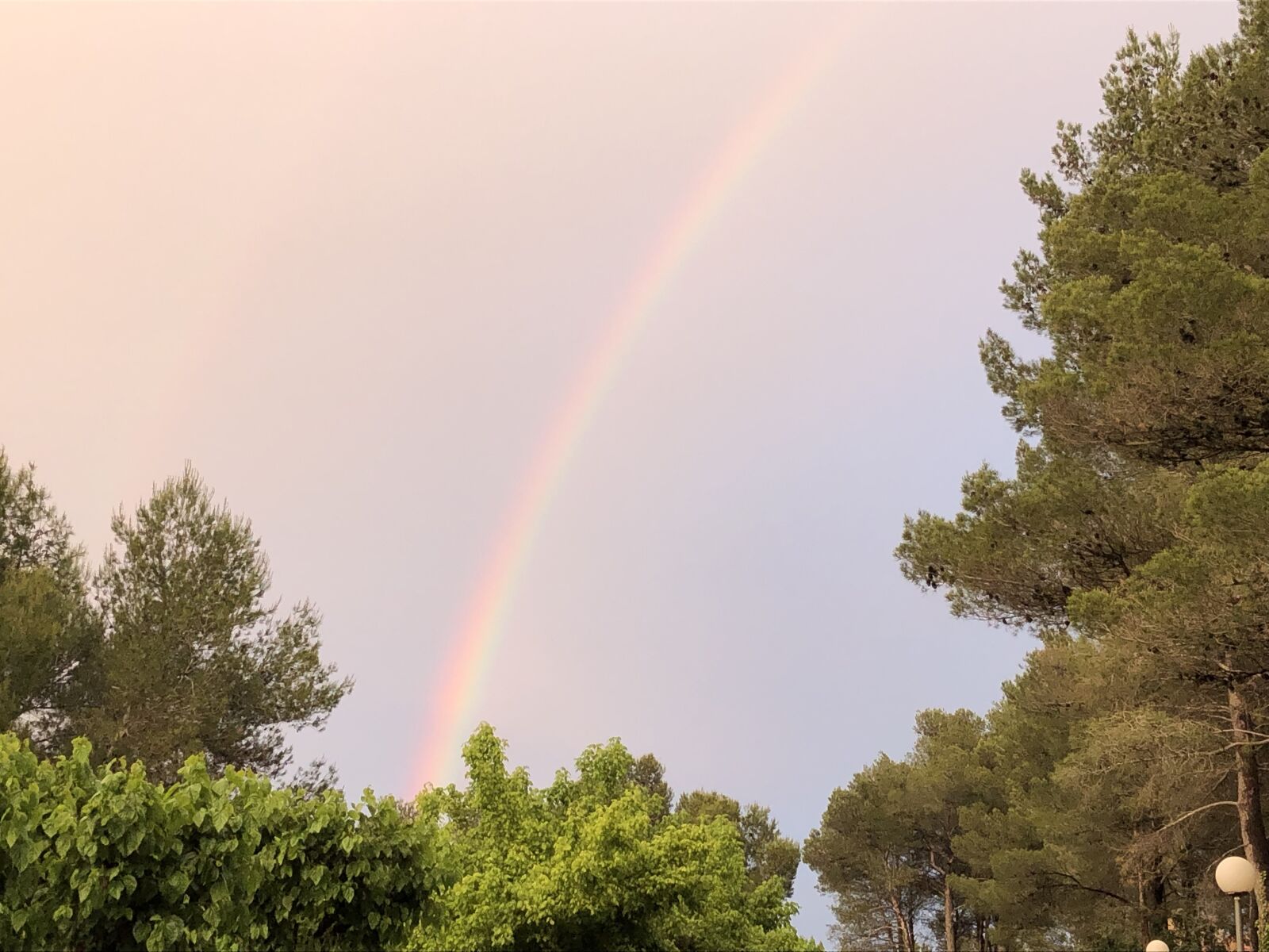Apple iPhone 8 sample photo. Lleicoprules, rainbow, trees photography