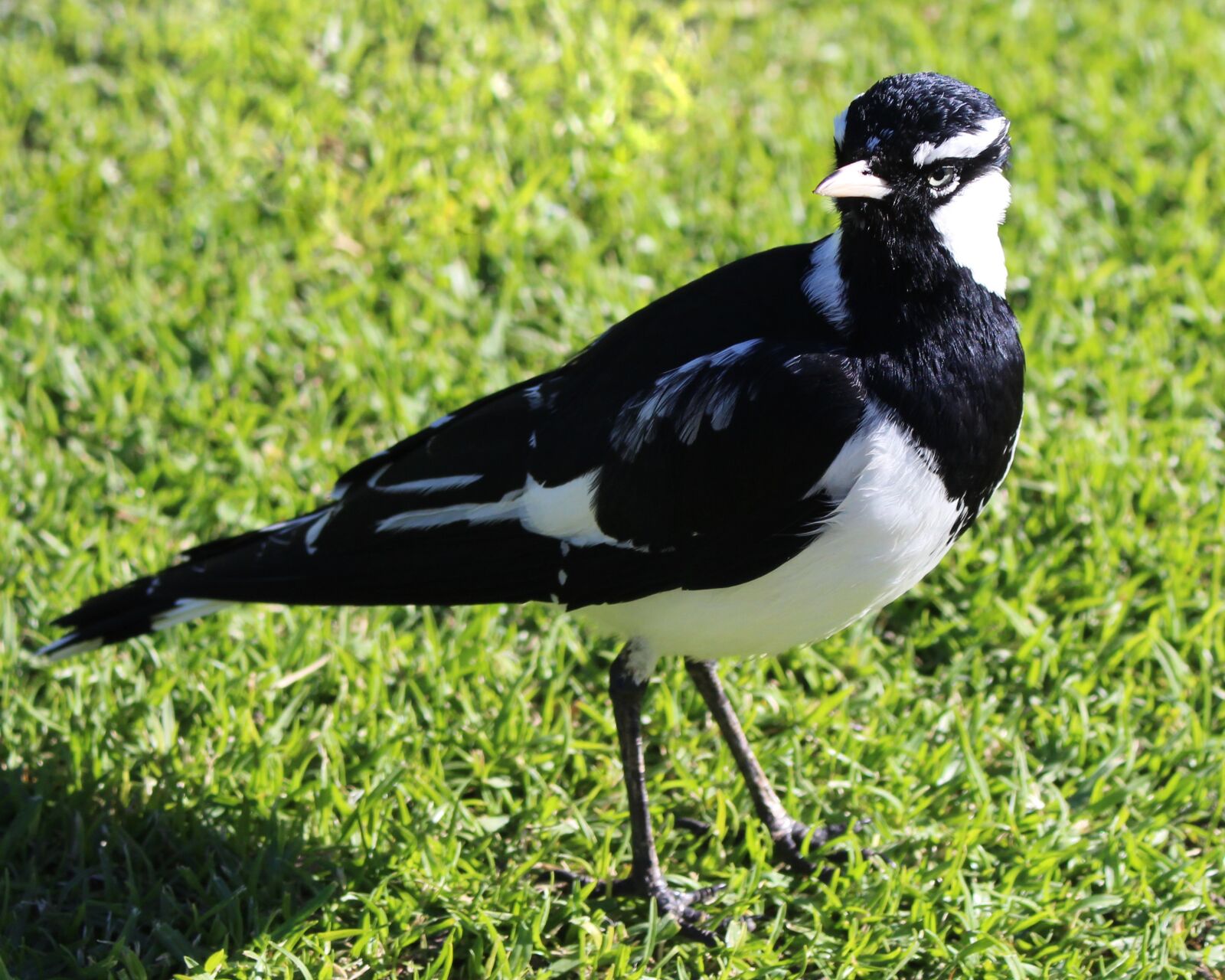 Canon EOS 700D (EOS Rebel T5i / EOS Kiss X7i) sample photo. Magpie-lark, peewee, bird photography