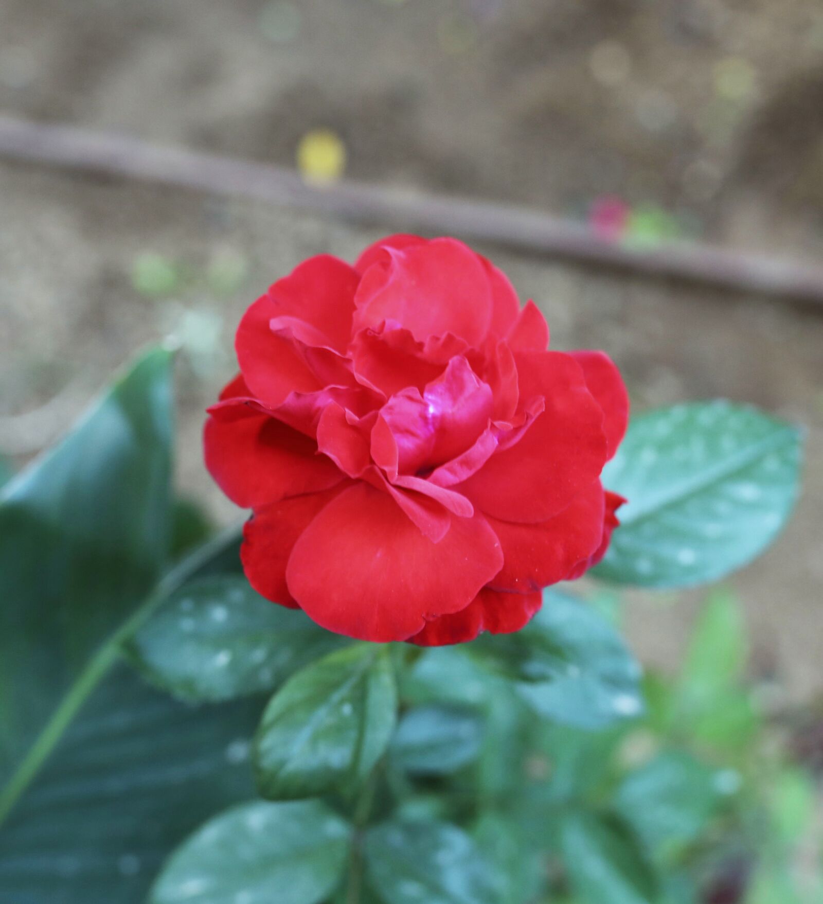 Canon EOS 6D sample photo. Flower, nature, floral photography