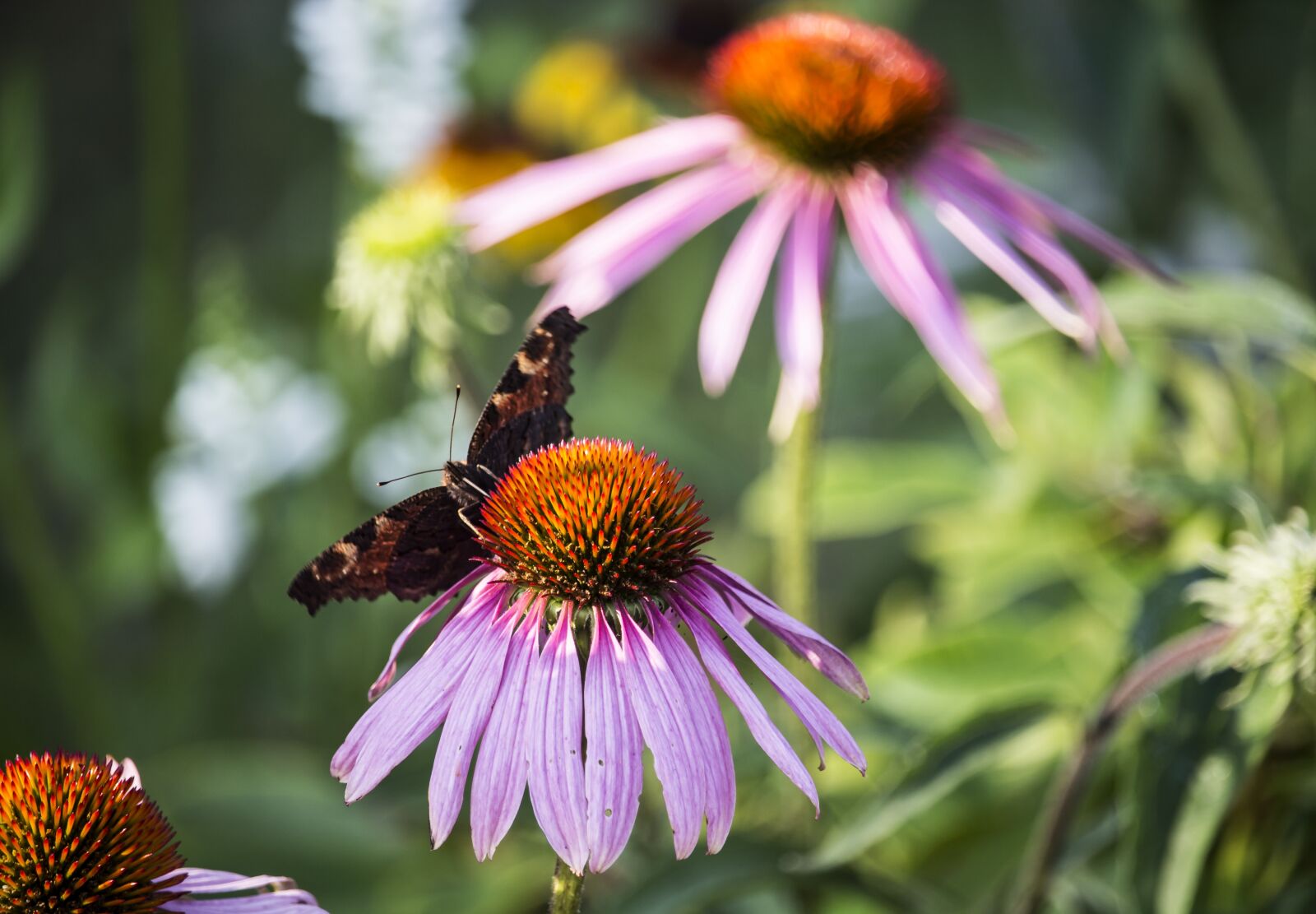 Canon EF-S 55-250mm F4-5.6 IS STM sample photo. Summer, garden, butterfly photography