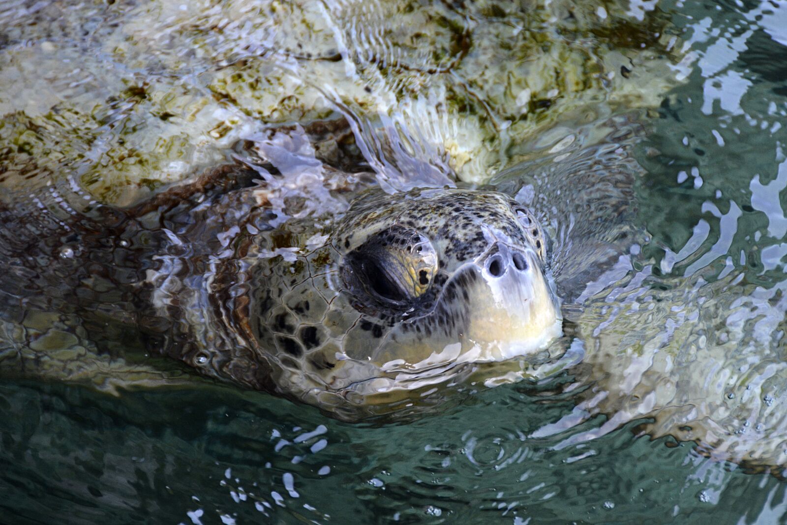 Nikon D7100 sample photo. Sea turtle, green, creature photography