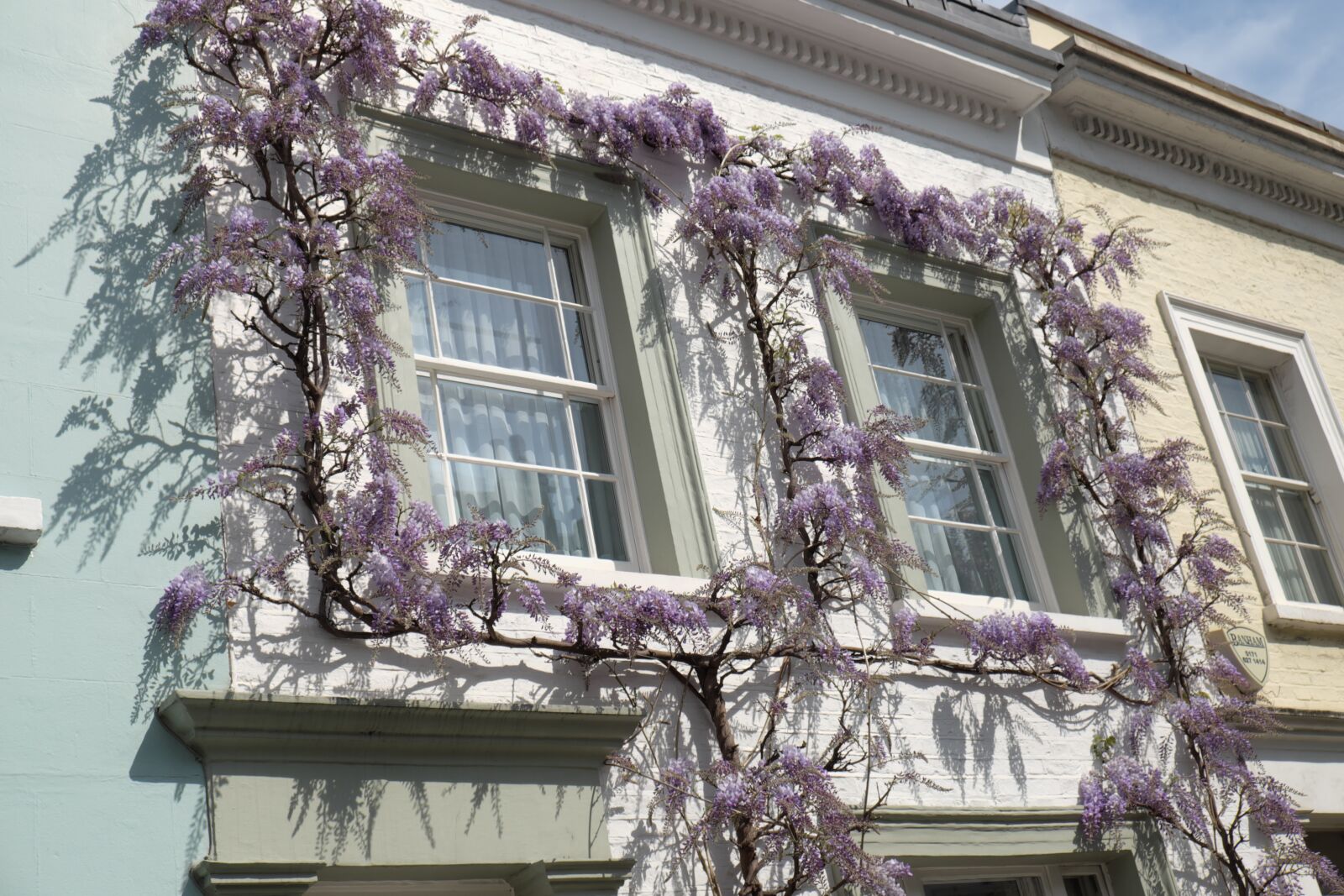 Fujifilm X-T1 sample photo. Wisteria, flowers, chelsea photography