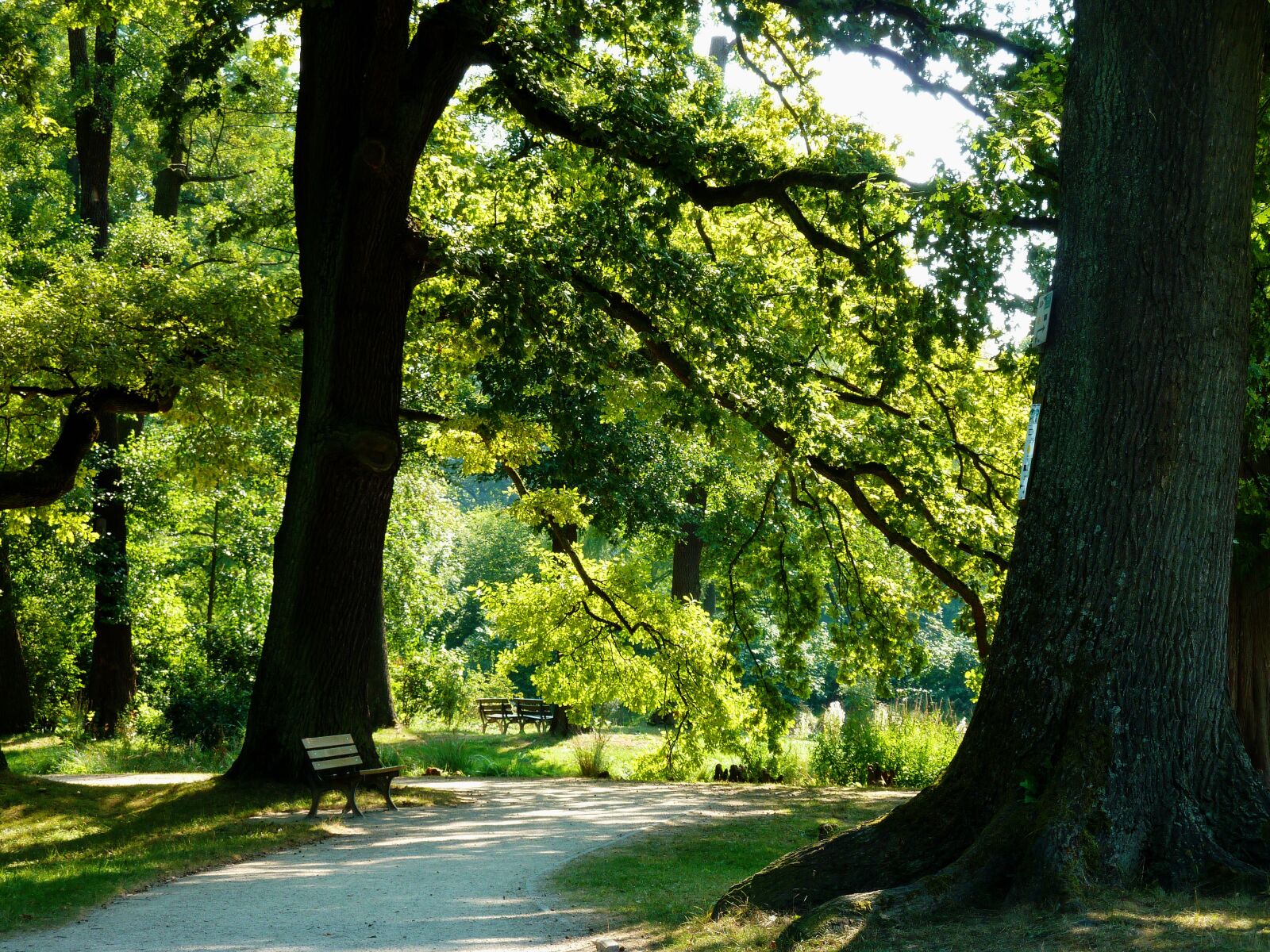 Panasonic DMC-TZ7 sample photo. Summer, late summer, trees photography