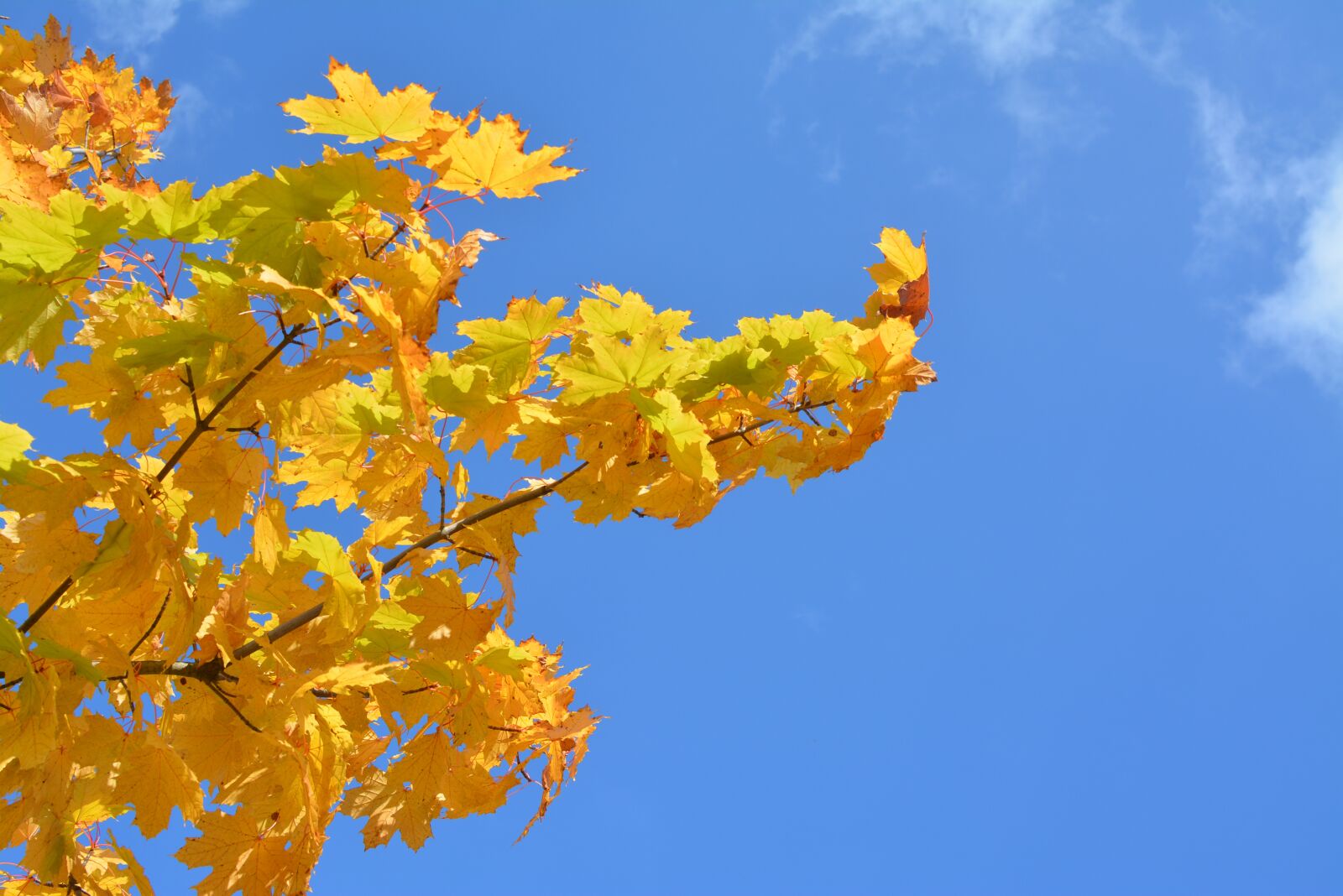 Nikon D5200 sample photo. Autumn, leaves, forest photography