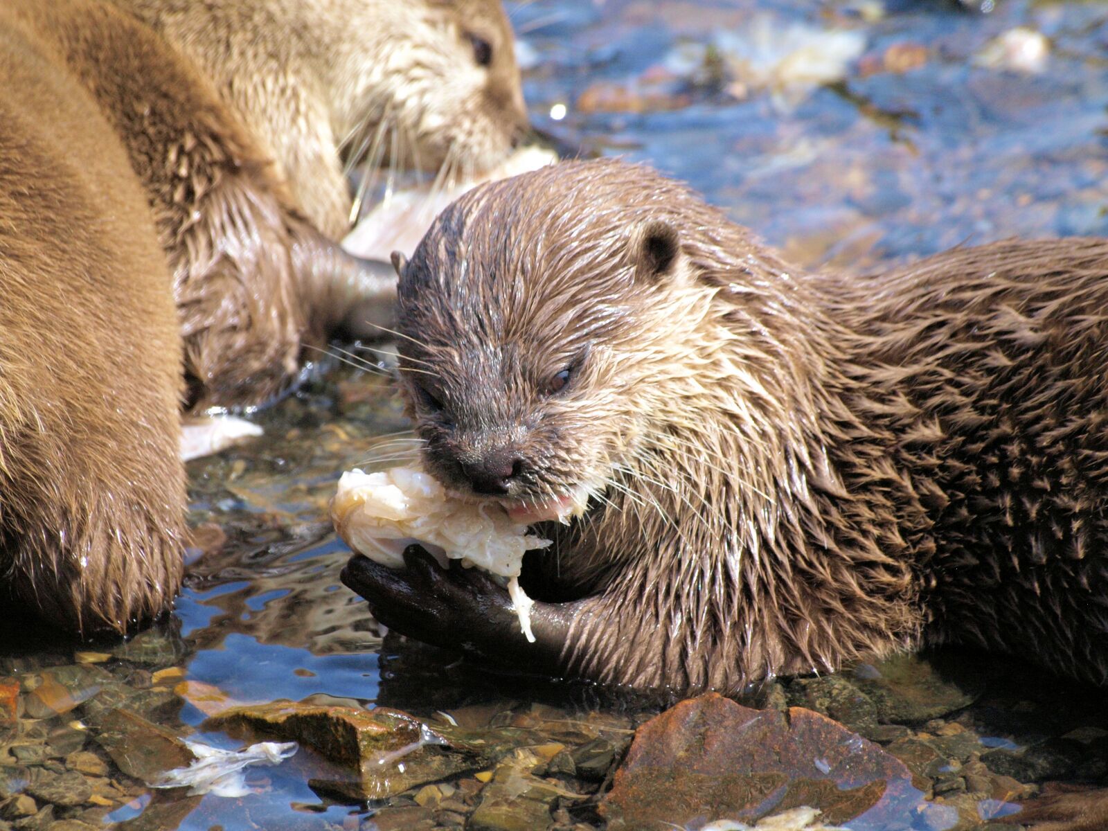 Olympus E-510 (EVOLT E-510) sample photo. Otter, feeding, wildlife photography