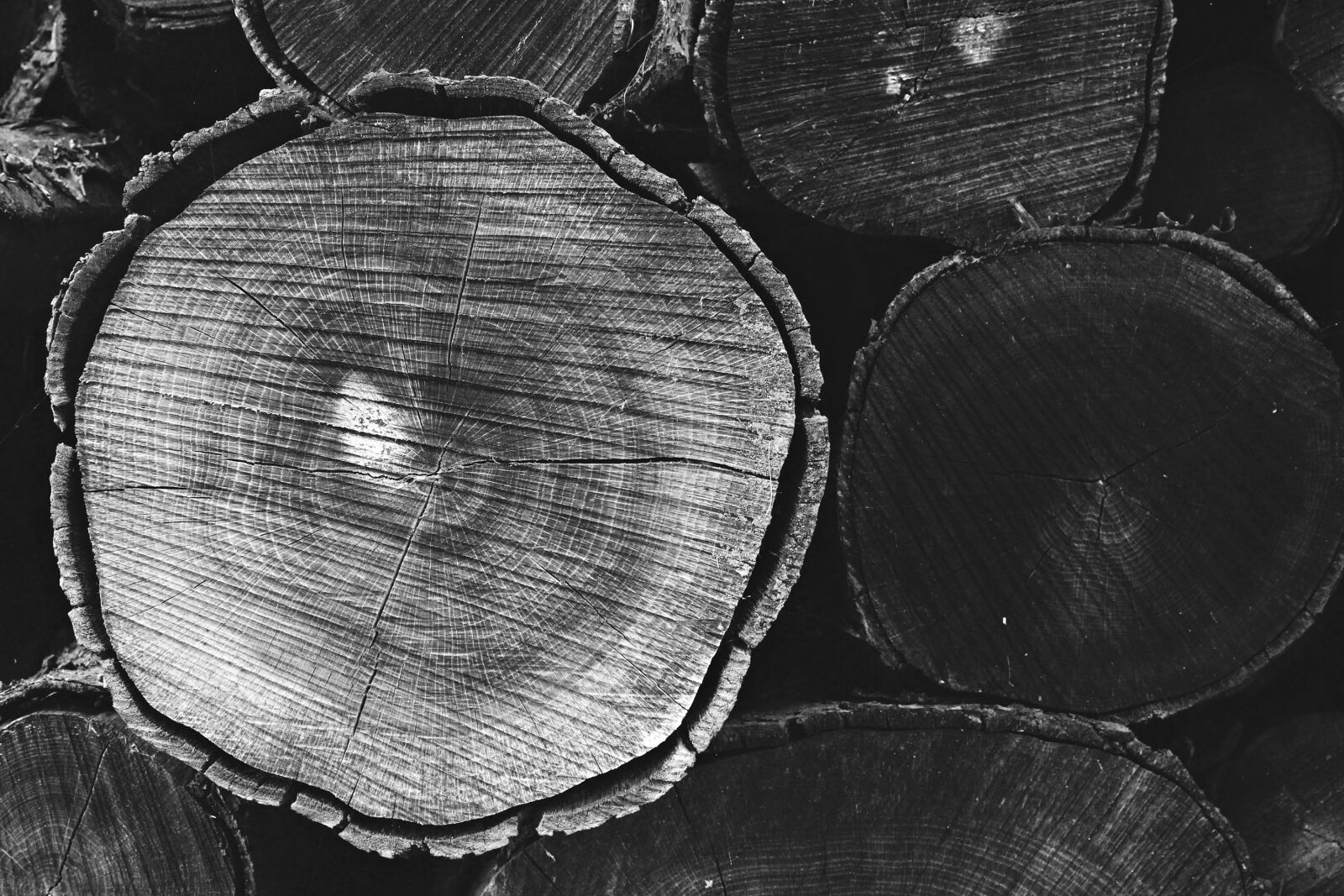 Canon EOS 1200D (EOS Rebel T5 / EOS Kiss X70 / EOS Hi) sample photo. Tree trunks, wood, forest photography