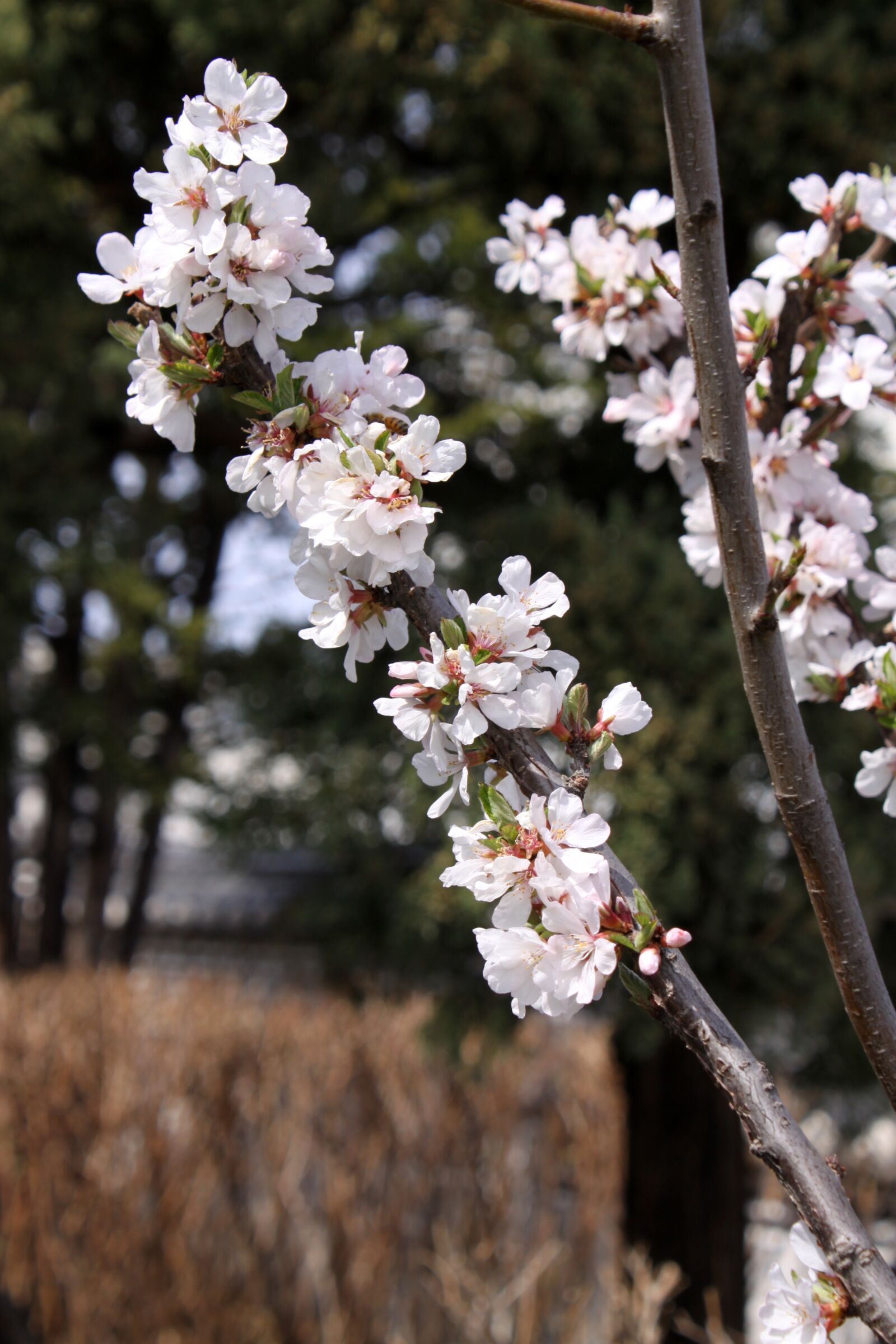 Canon EOS 50D sample photo. Plum, flowers, spring photography
