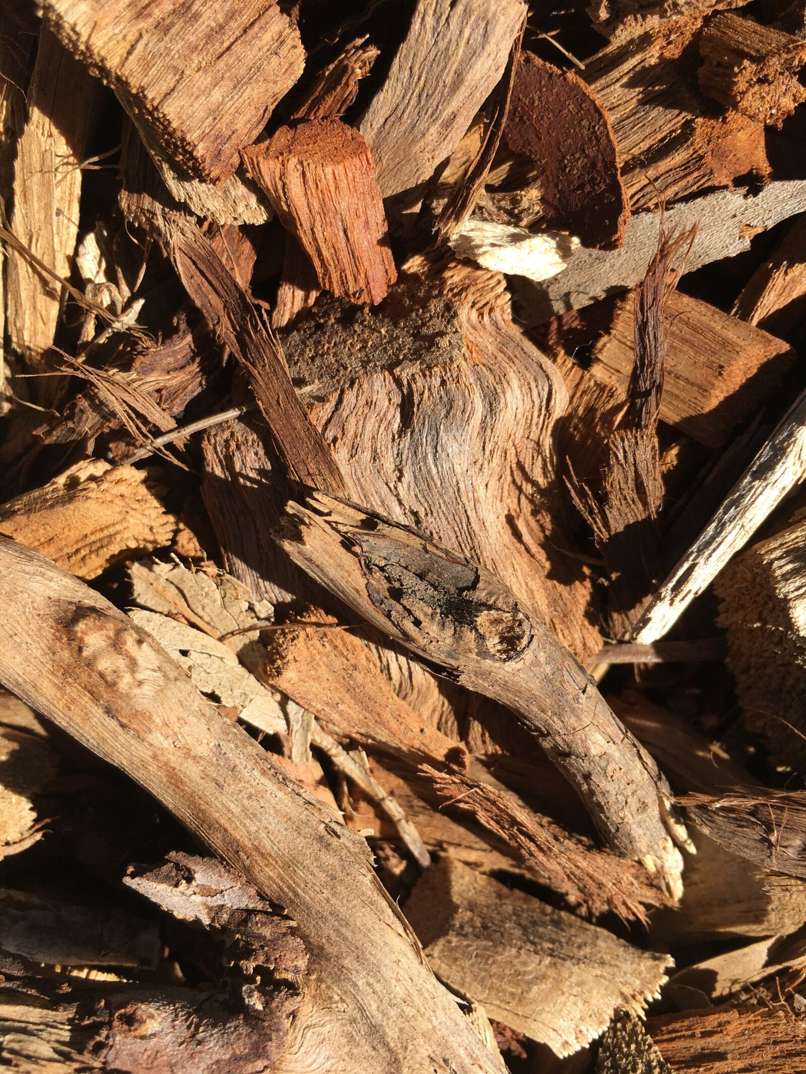 iPhone 6s Plus back camera 4.15mm f/2.2 sample photo. Bark, nature, tree photography