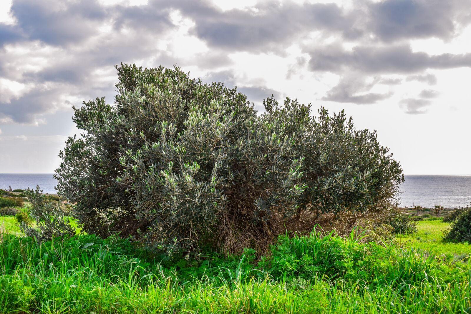 Nikon D3300 sample photo. Olive tree, meadow, landscape photography