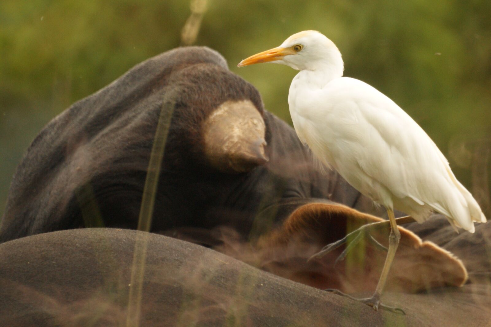 Sony Alpha DSLR-A390 sample photo. Birds, nature, quindio photography