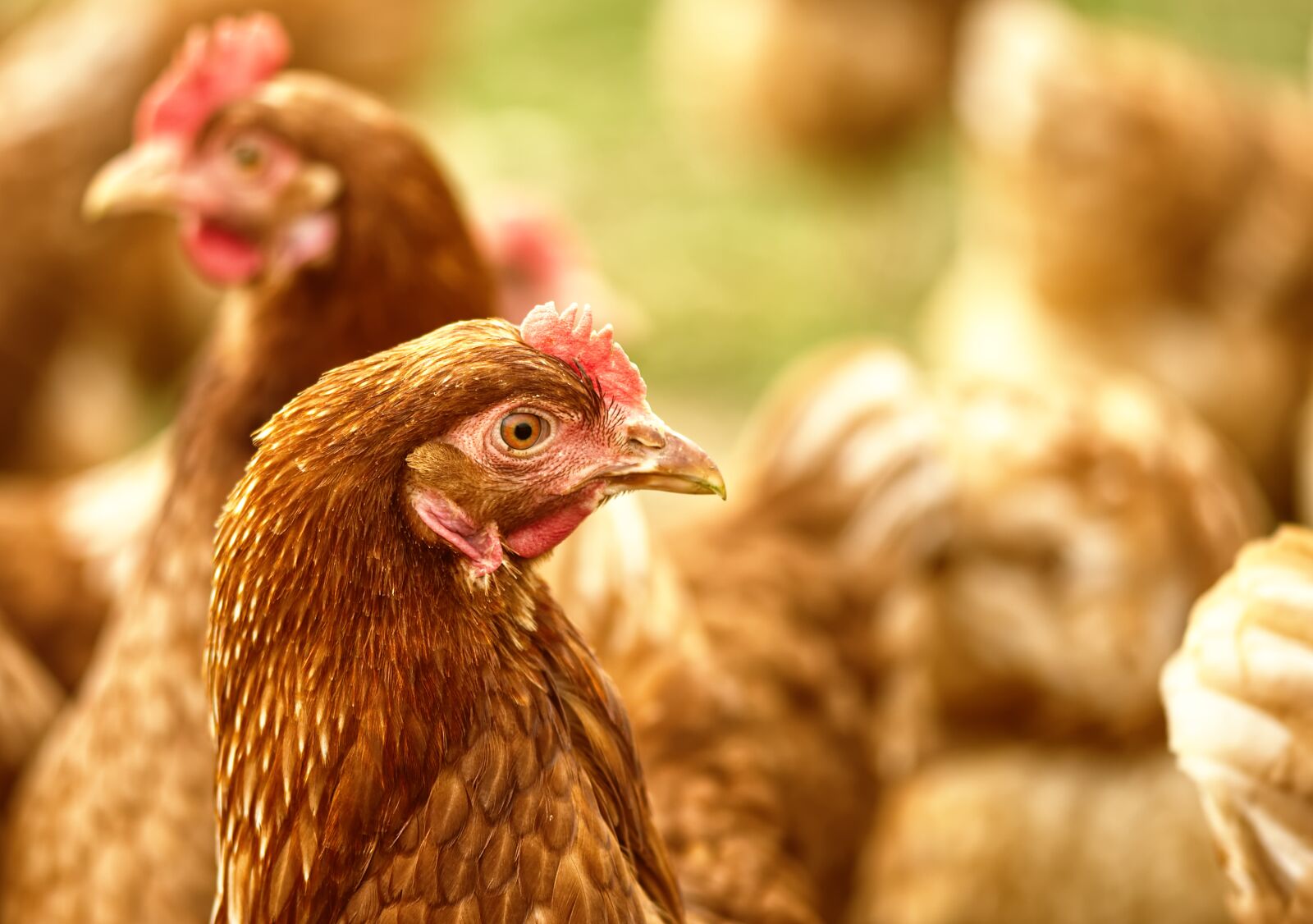 Nikon D7200 sample photo. Chickens, poultry, free running photography