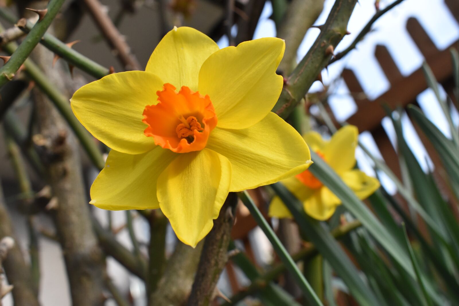 Nikon D3400 sample photo. Flower, garden, narcissus photography