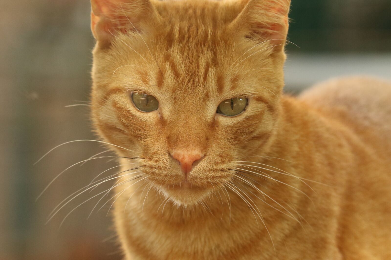 Canon EOS 7D Mark II sample photo. Cat, face, portrait photography