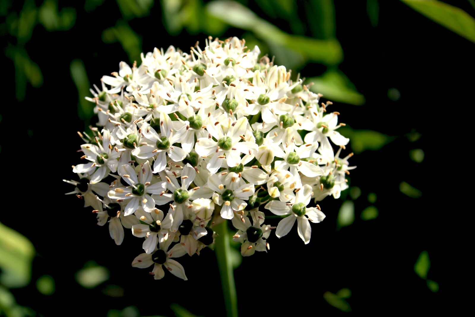 Canon EOS 550D (EOS Rebel T2i / EOS Kiss X4) sample photo. Flower, garden, blossom photography