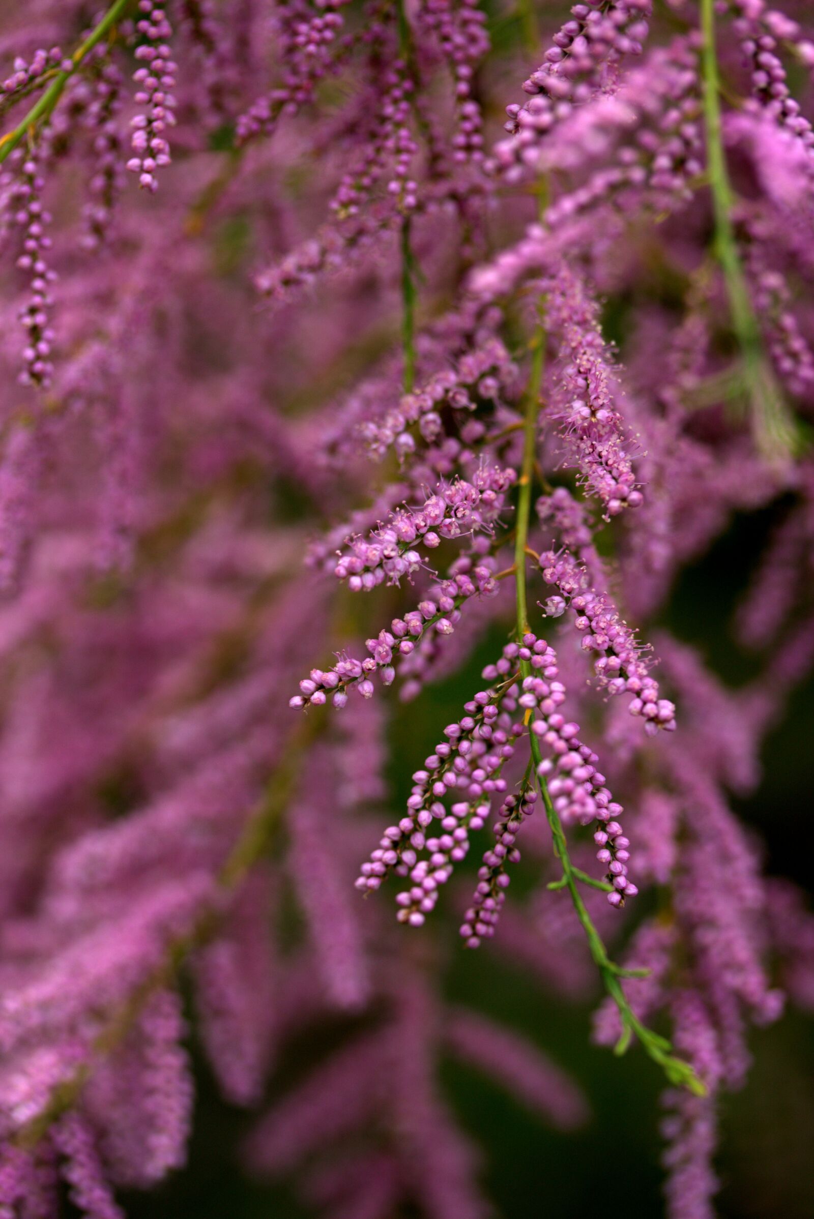 Canon EF-S 60mm F2.8 Macro USM sample photo. Tamarix tetrandra, sea buckthorn photography