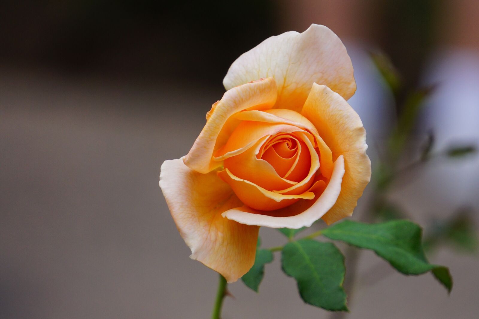 Sony E 55-210mm F4.5-6.3 OSS sample photo. Flowers, sedona, bloom photography