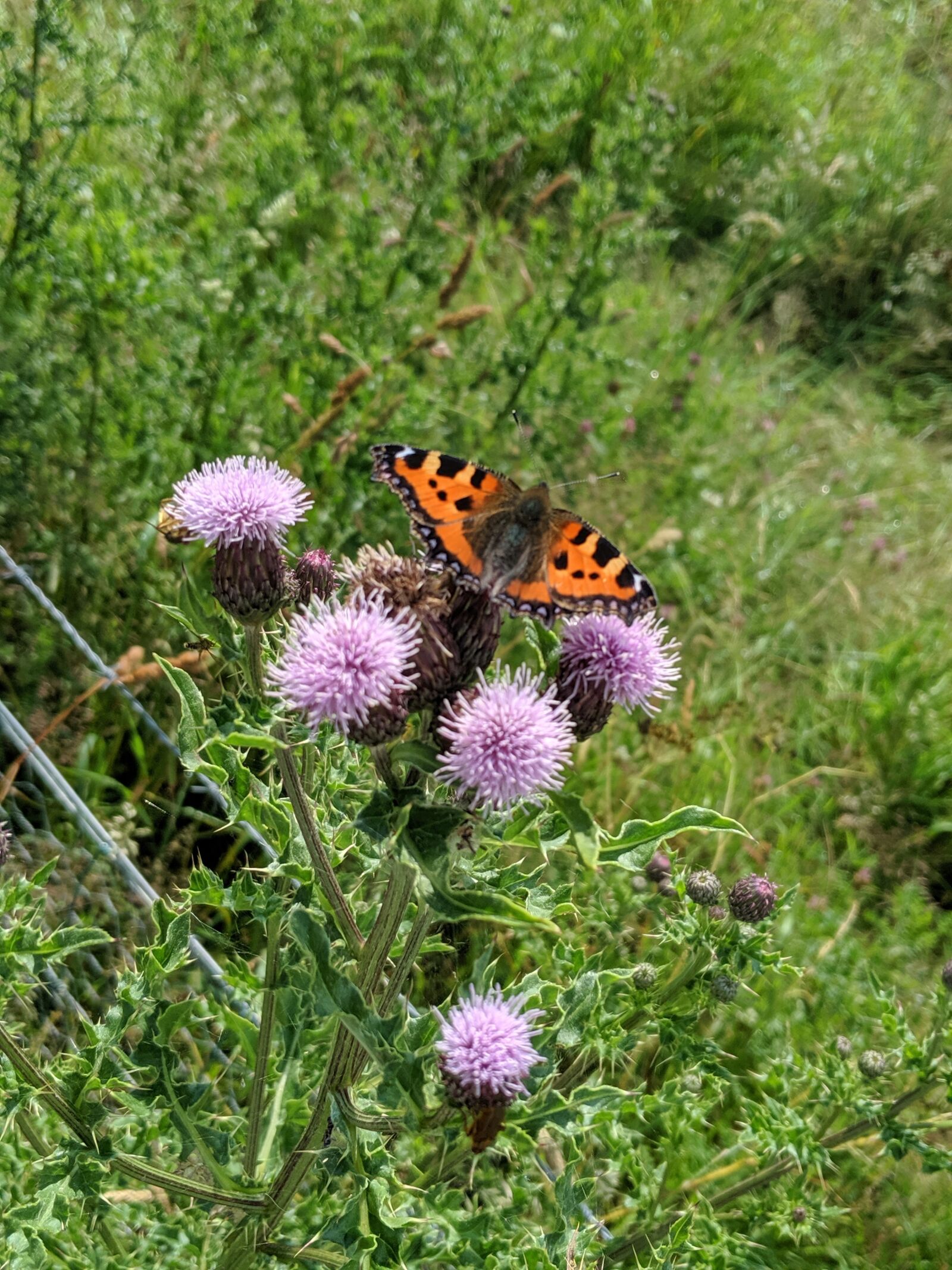 Google Pixel 3 sample photo. Butterfly, thistle, scotland photography