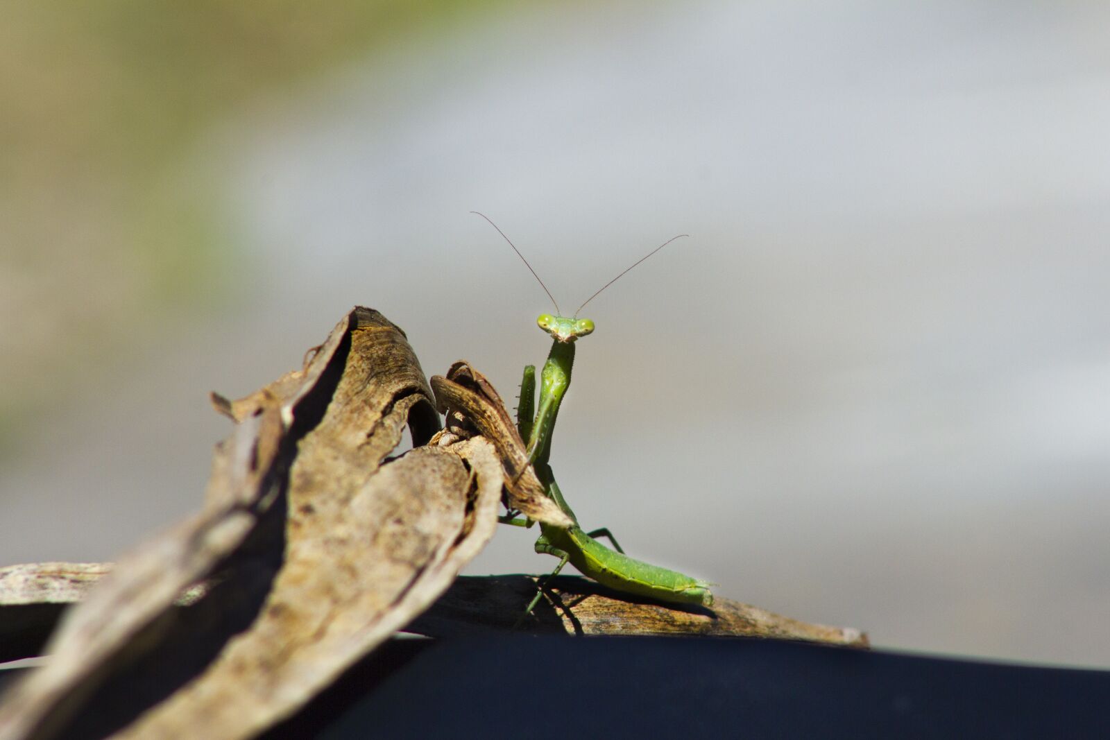 Canon EF75-300mm f/4-5.6 sample photo. Insect, mantis, green photography