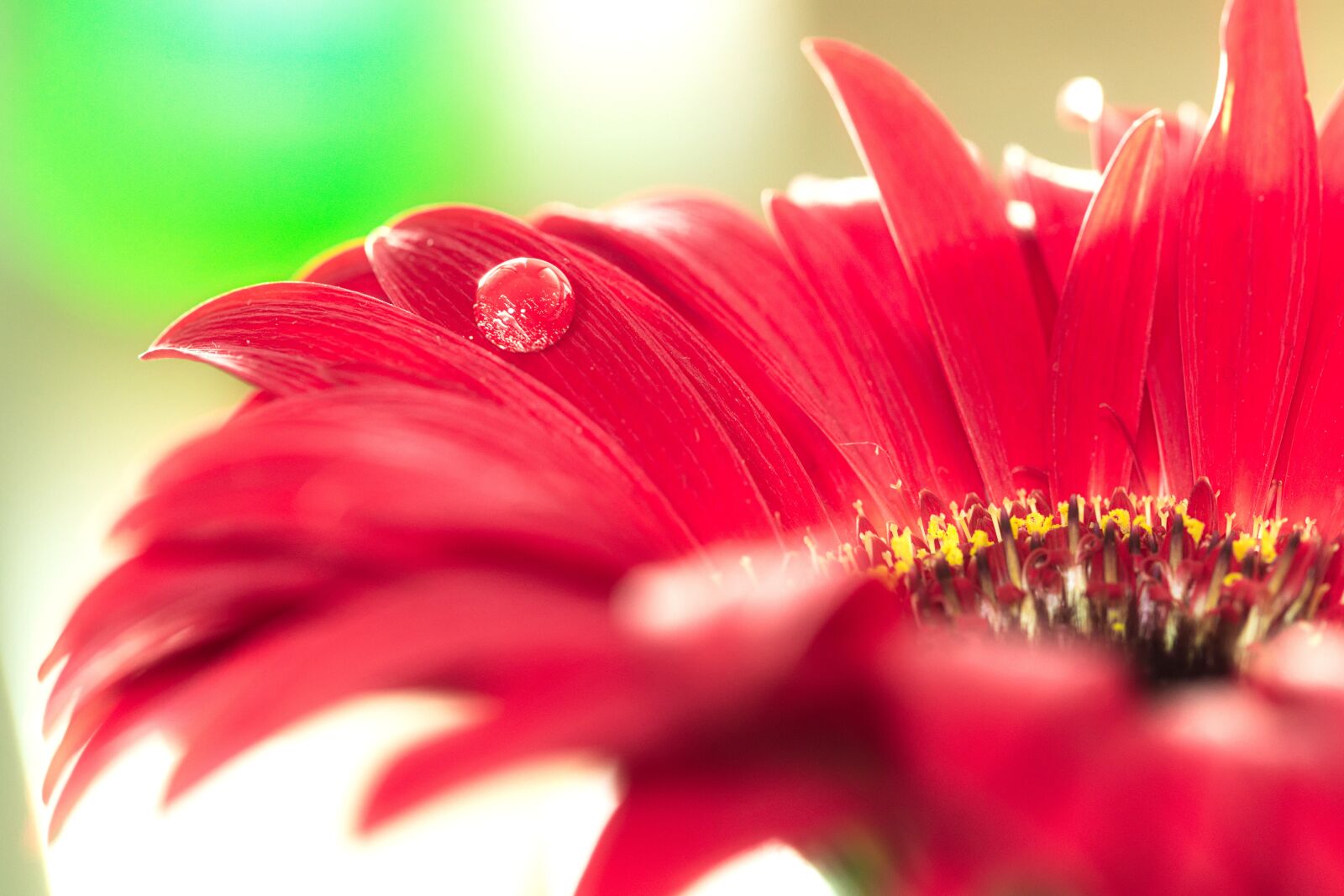 Nikon D600 sample photo. Macro, flower, drip photography