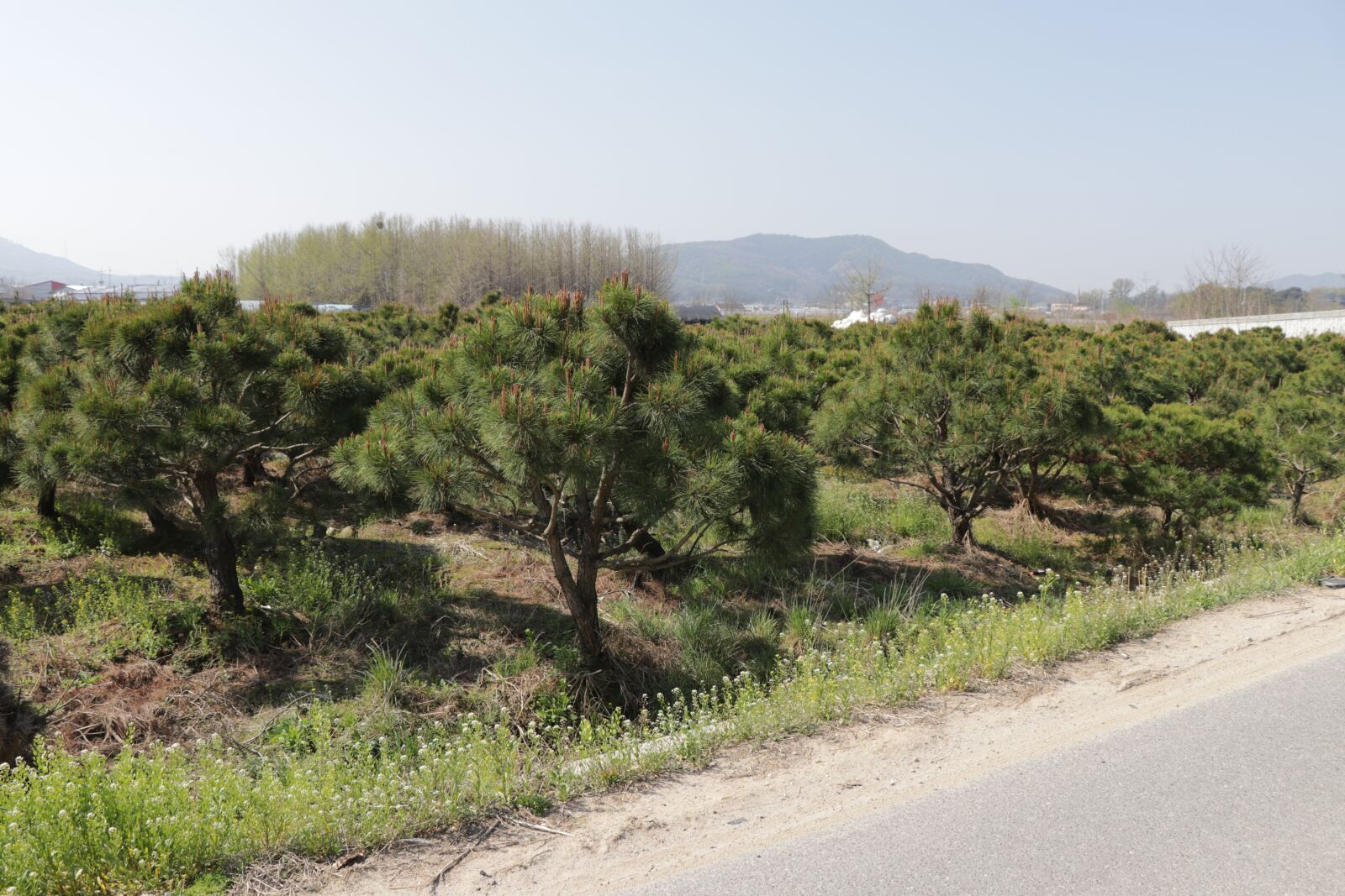 Canon EF-S 18-135mm F3.5-5.6 IS USM sample photo. Korean, south korea, korean photography
