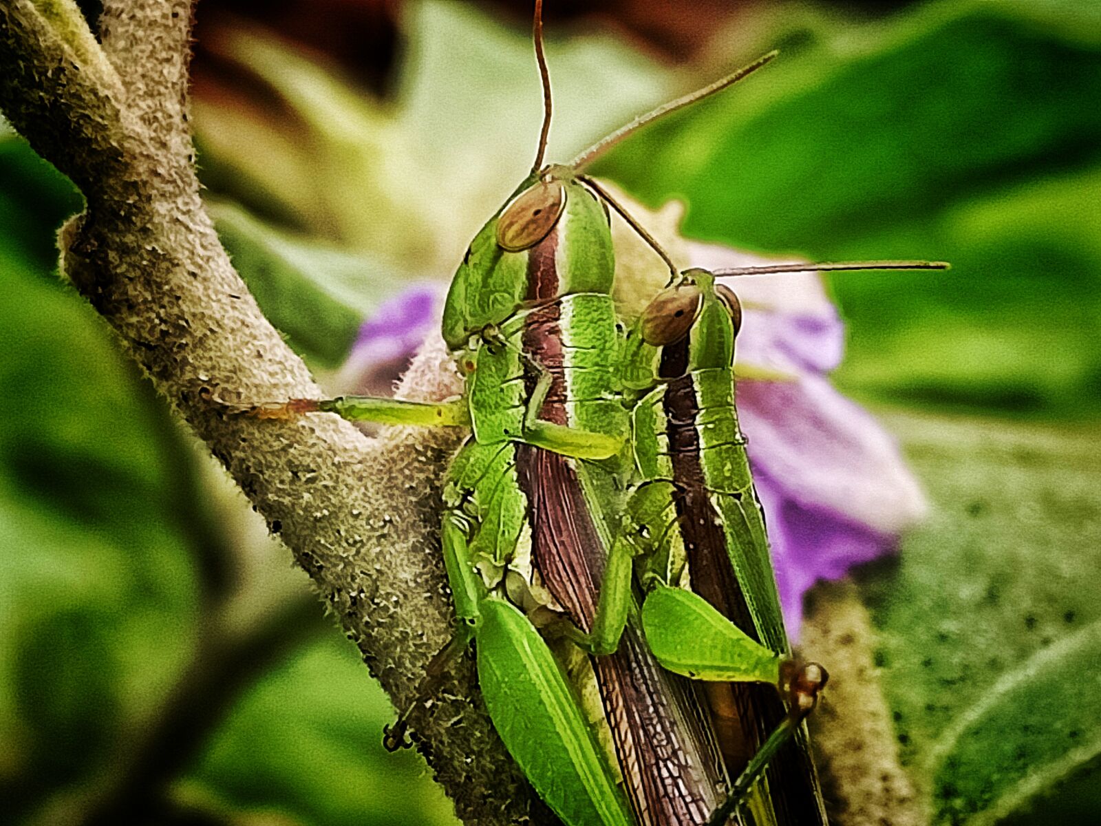 Realme RMX2001 sample photo. Nature, green, plants photography