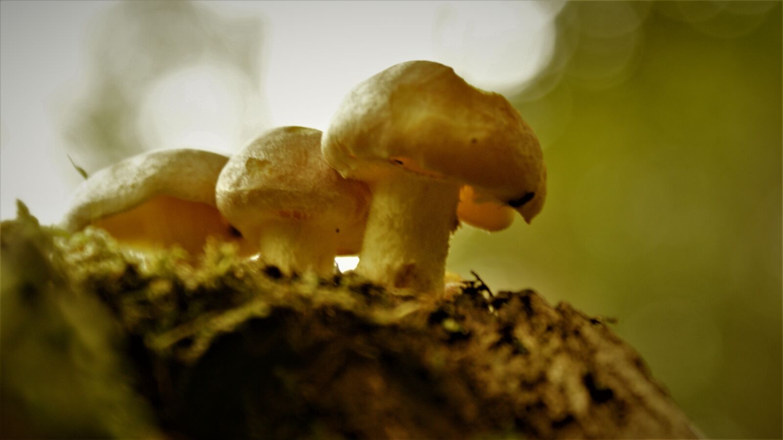 Sony Alpha DSLR-A350 sample photo. Mushrooms, tree stump, together photography