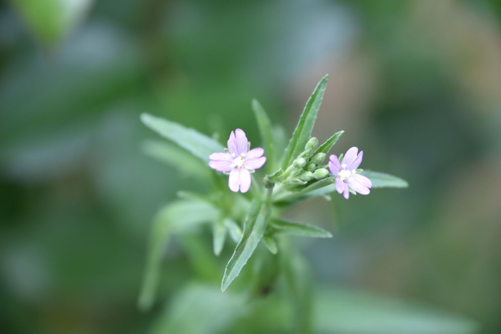 Nikon D5600 sample photo. Flower, pink, garden photography