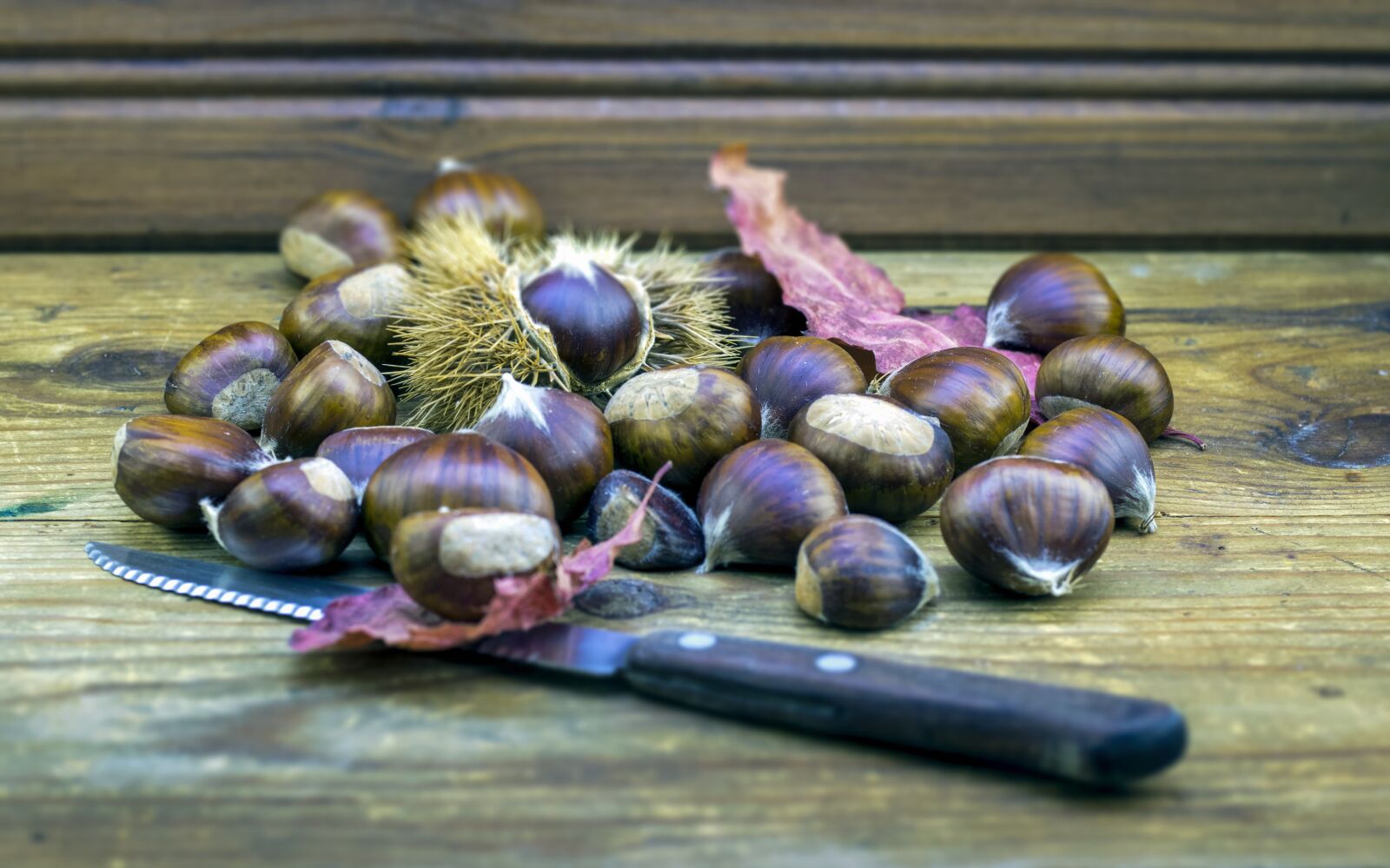 Canon EOS 80D + Canon EF 50mm F1.8 STM sample photo. Wild chestnuts, chestnuts, wild photography