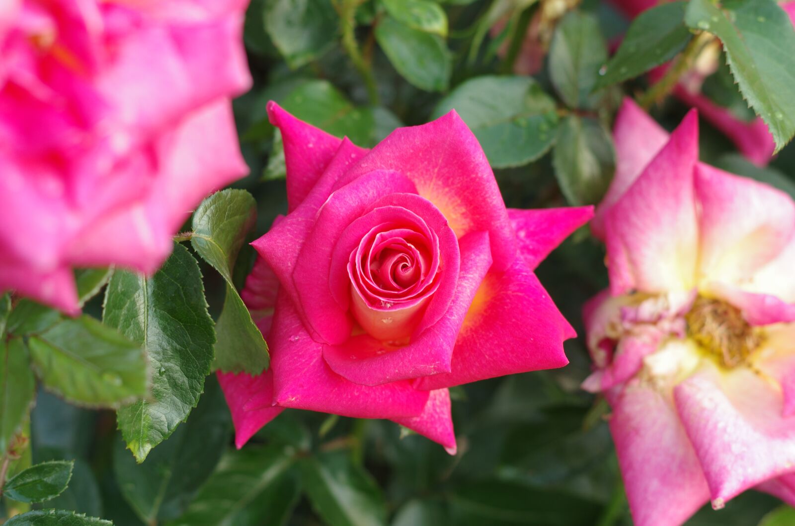Pentax K-5 sample photo. Rose, flowers, plants photography