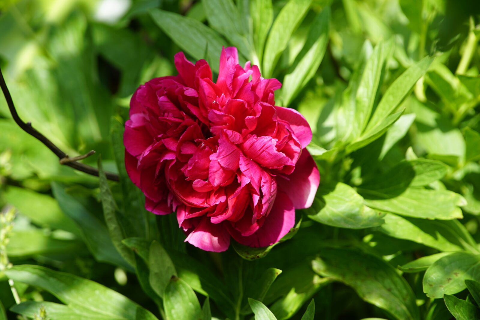 Sony a7R II + Sony E PZ 18-105mm F4 G OSS sample photo. May, paeony, red photography