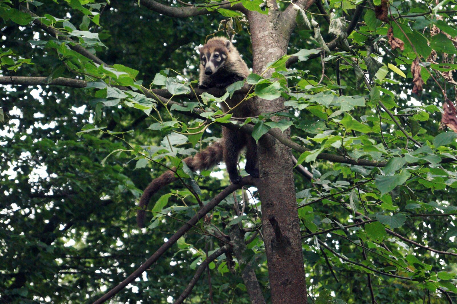 Sony SLT-A58 sample photo. Coati, small bear, climb photography