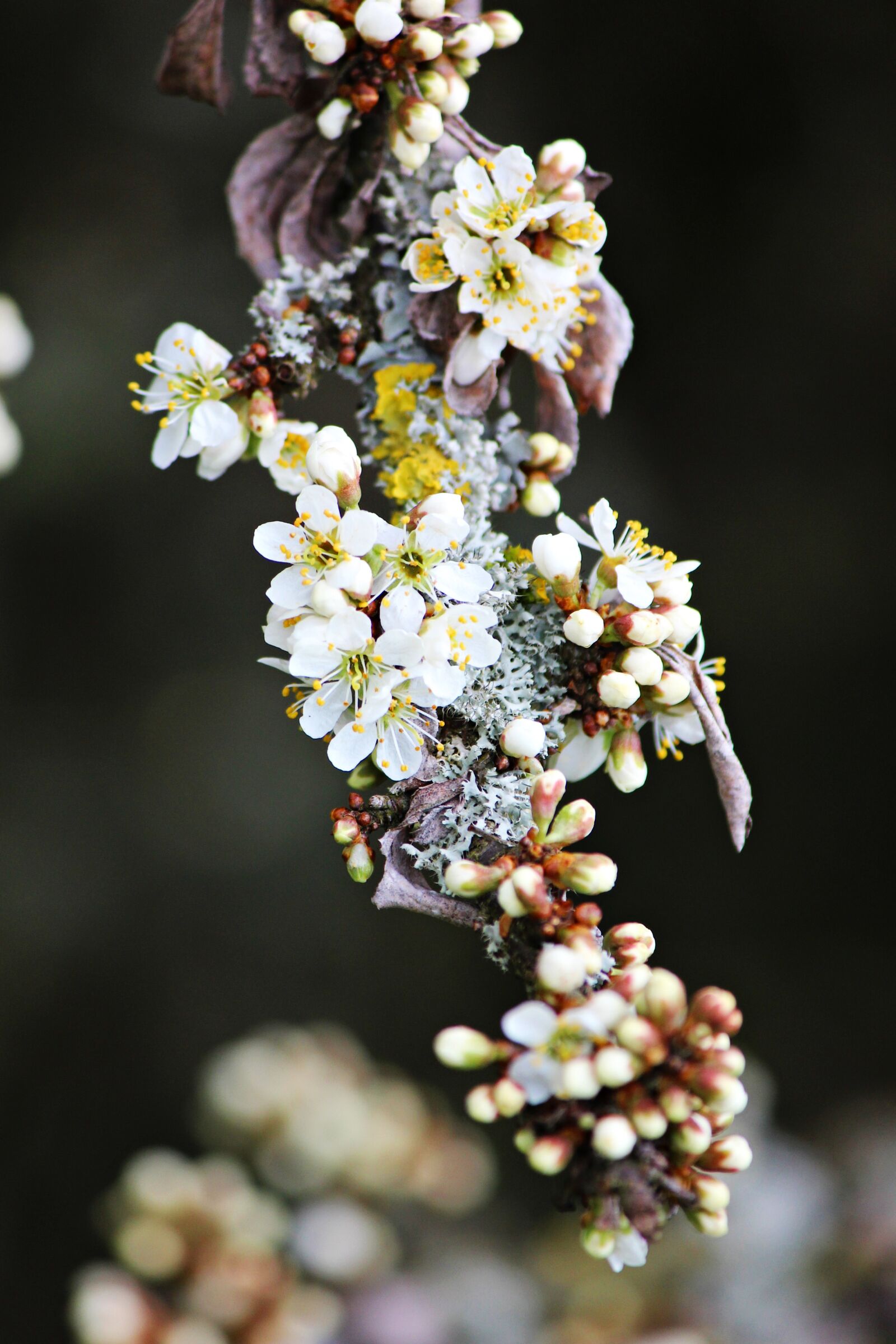 Canon EOS 600D (Rebel EOS T3i / EOS Kiss X5) sample photo. Blossom, spring, white photography