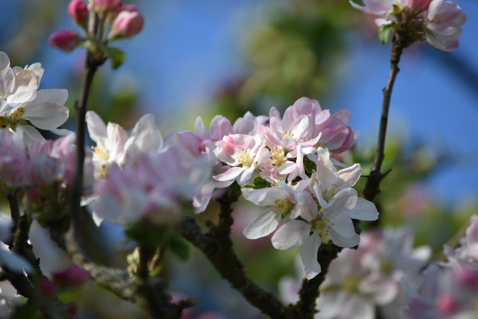 Nikon D5500 sample photo. Apple blossom, fruit tree photography