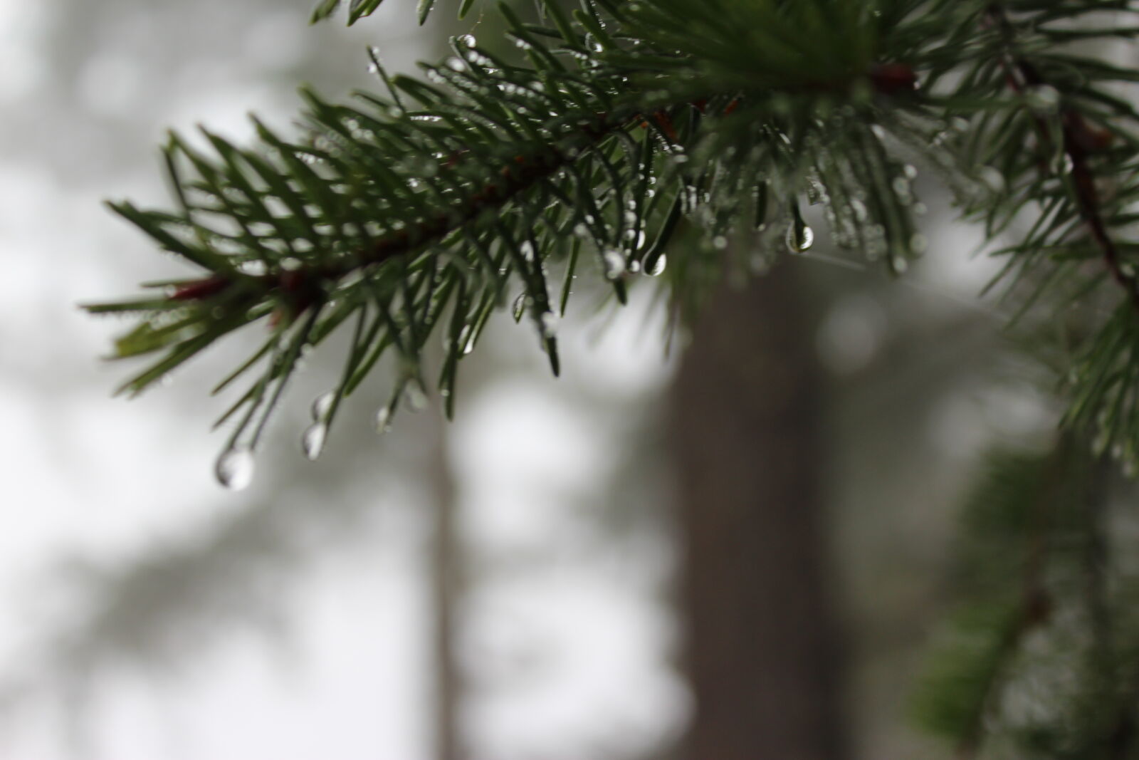 Canon EOS 1200D (EOS Rebel T5 / EOS Kiss X70 / EOS Hi) sample photo. Forest, pine, tree, pineneedles photography