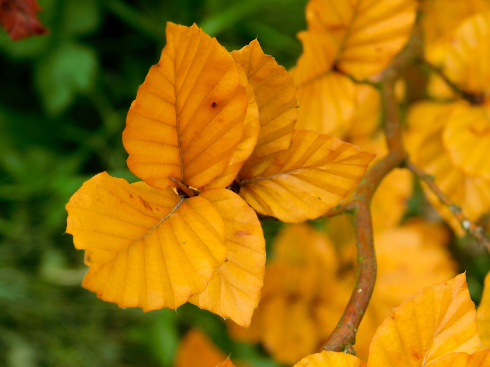 Nikon Coolpix L840 sample photo. Autumn, autumn, colours, close photography