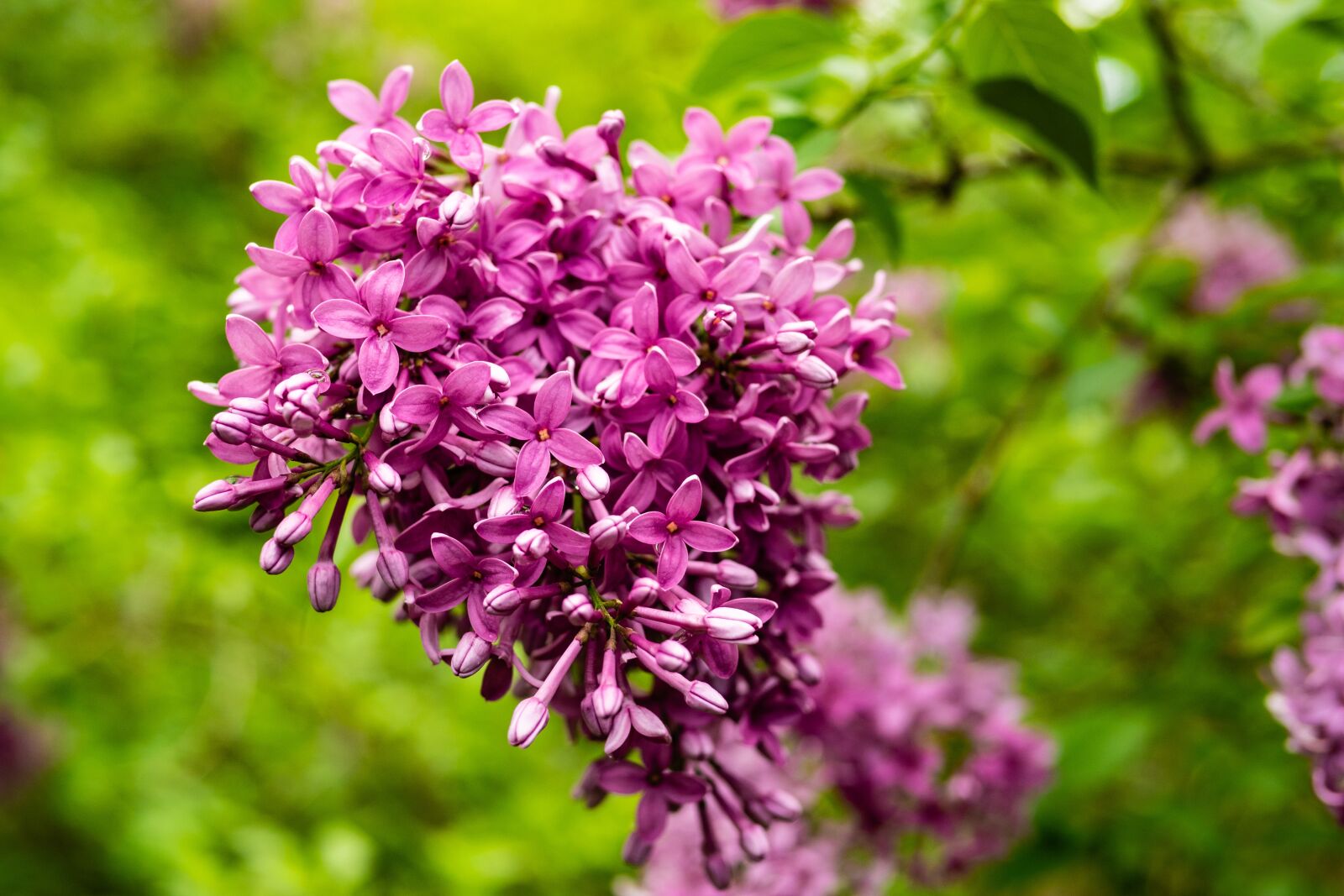 Panasonic Leica DG Summilux 25mm F1.4 II ASPH sample photo. Lilac, magenta, flower photography