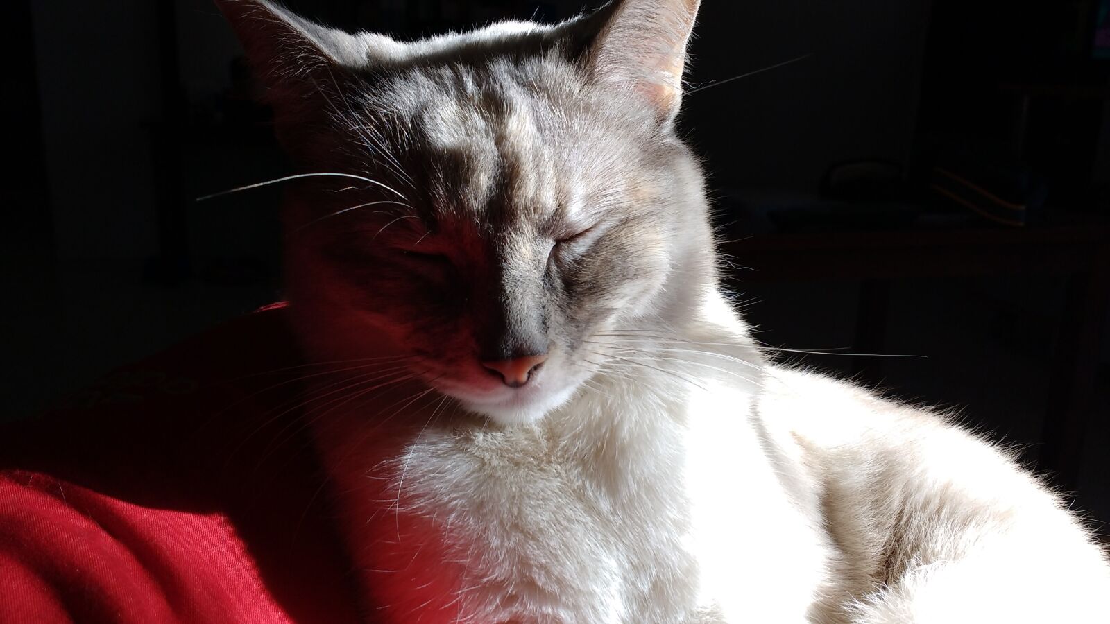 Motorola MotoG3 sample photo. Cat, dreaming, pussycat, white photography
