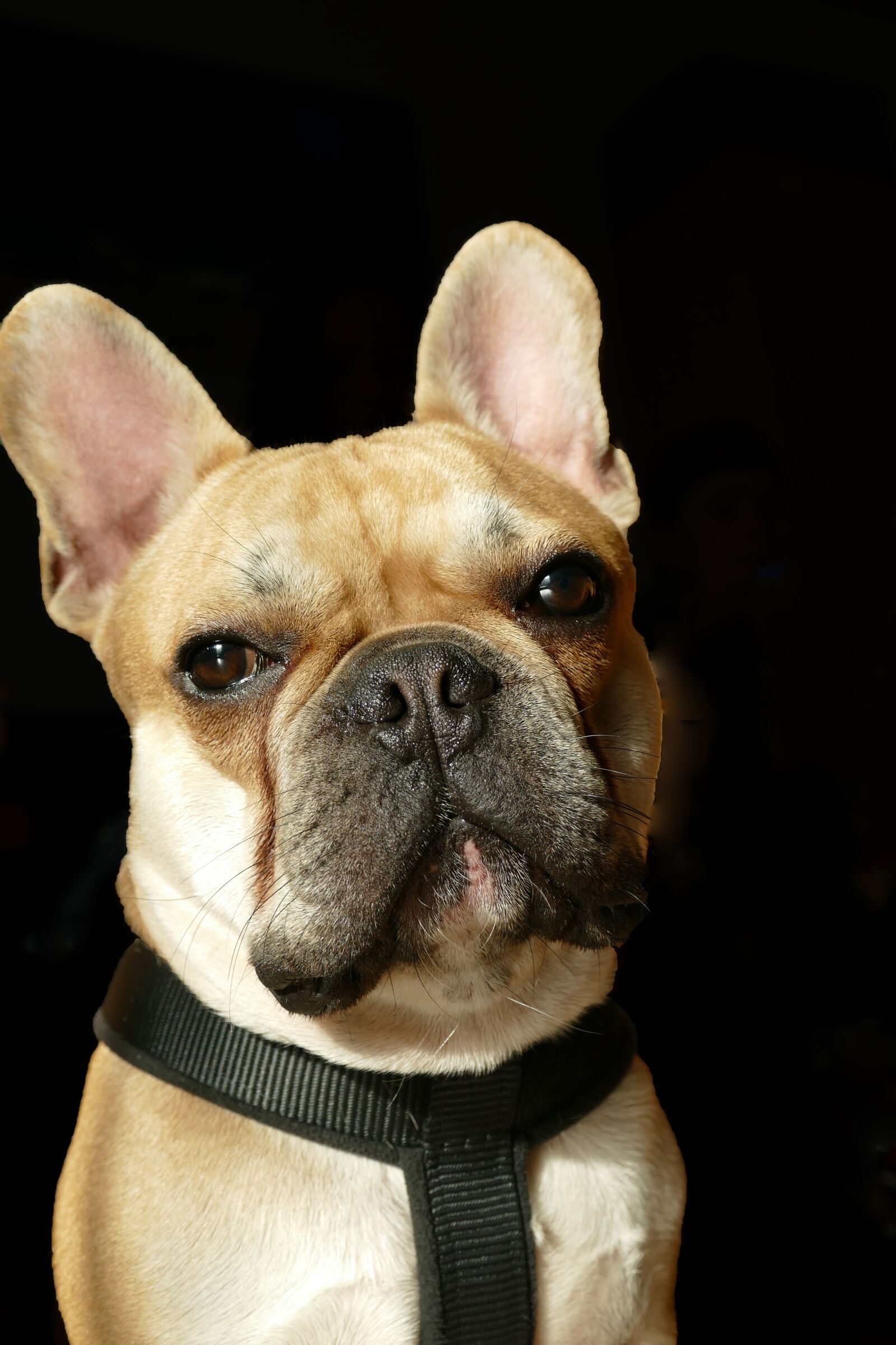 Panasonic Lumix DMC-FZ1000 sample photo. French bulldog, bulldog, dog photography