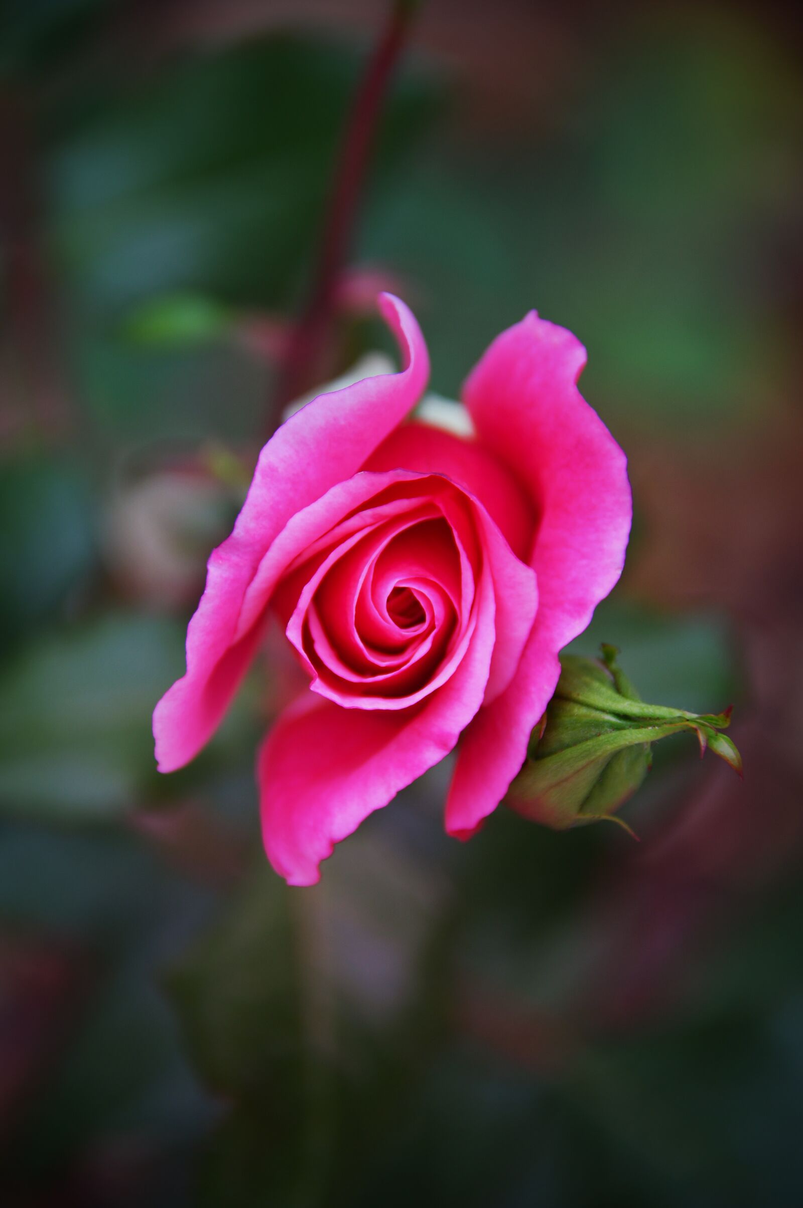 Nikon D3200 sample photo. Pink, rose, autumn rose photography