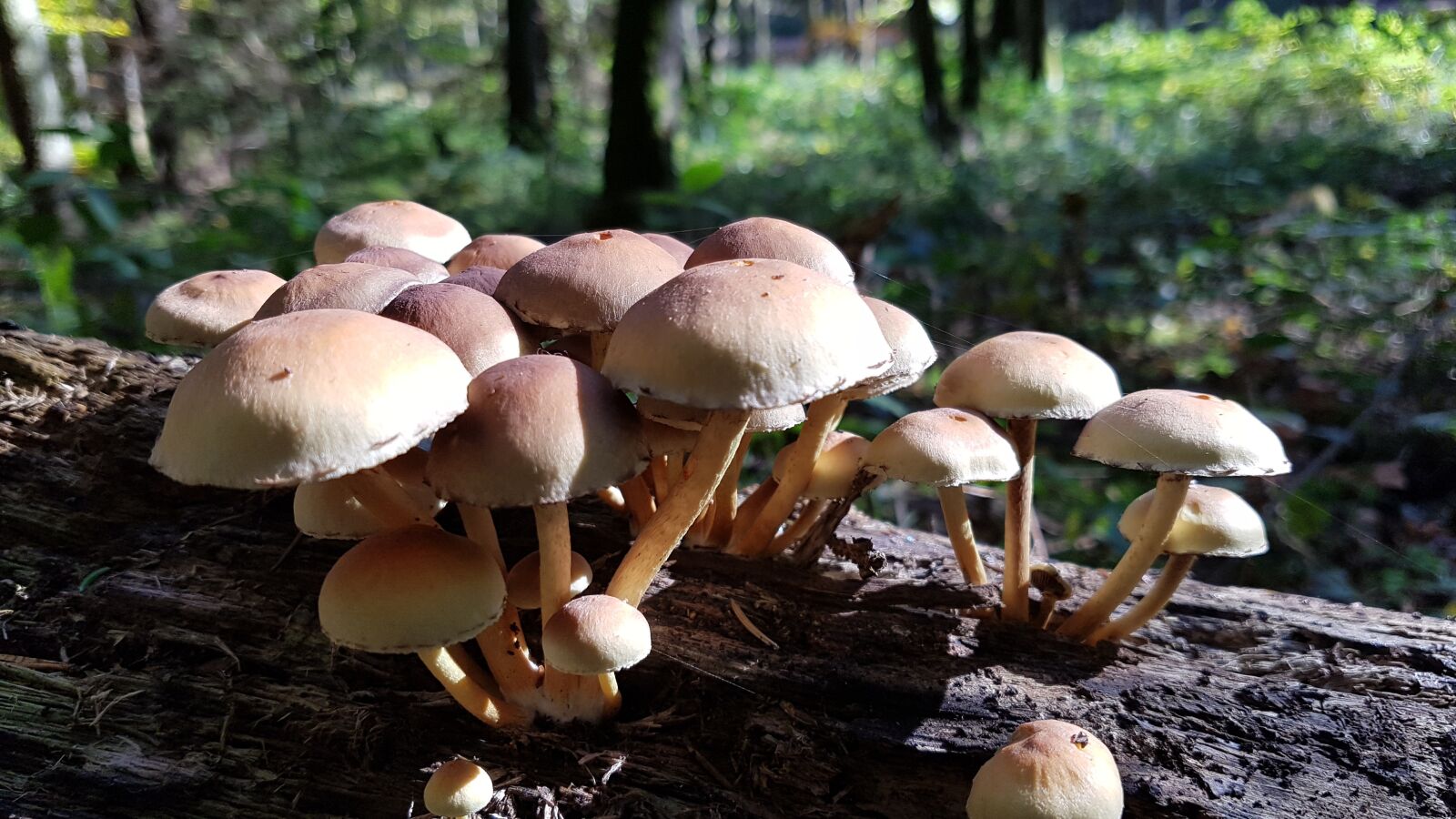 Samsung Galaxy S7 sample photo. Nature, mushrooms, forest photography