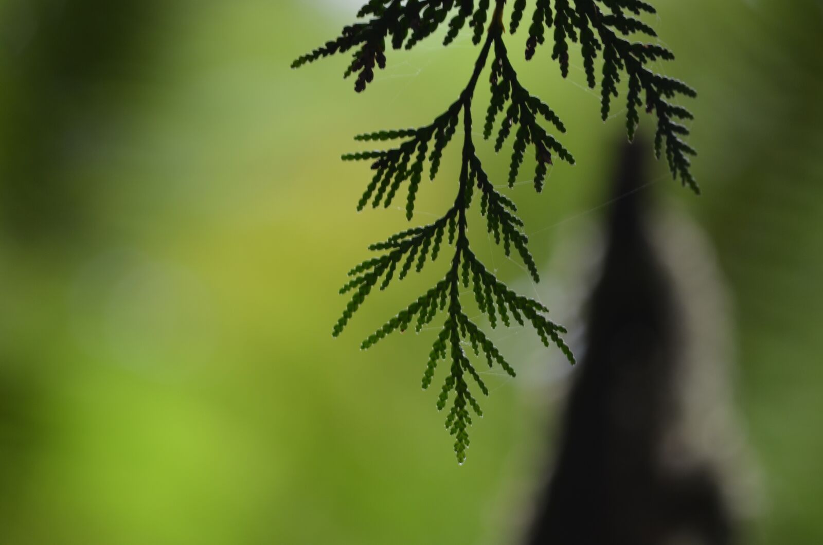 Nikon D5100 sample photo. Cedar, tree, leaf photography