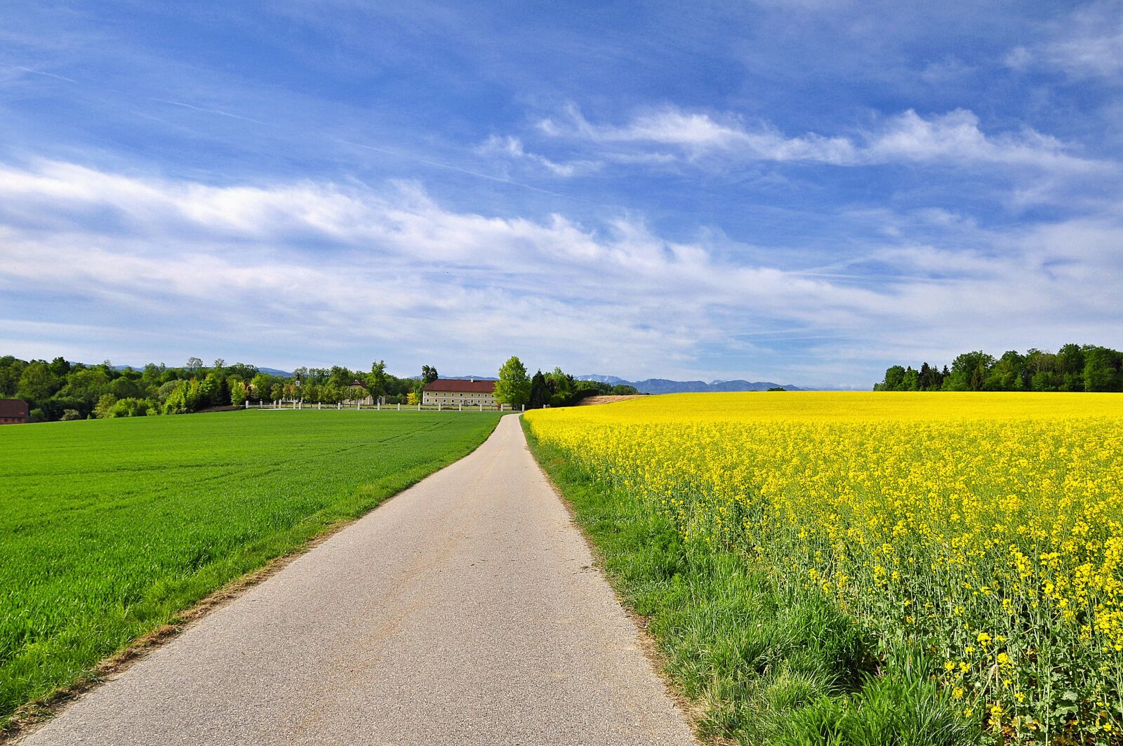 Nikon D90 sample photo. Nature, landscape, blooming rape photography