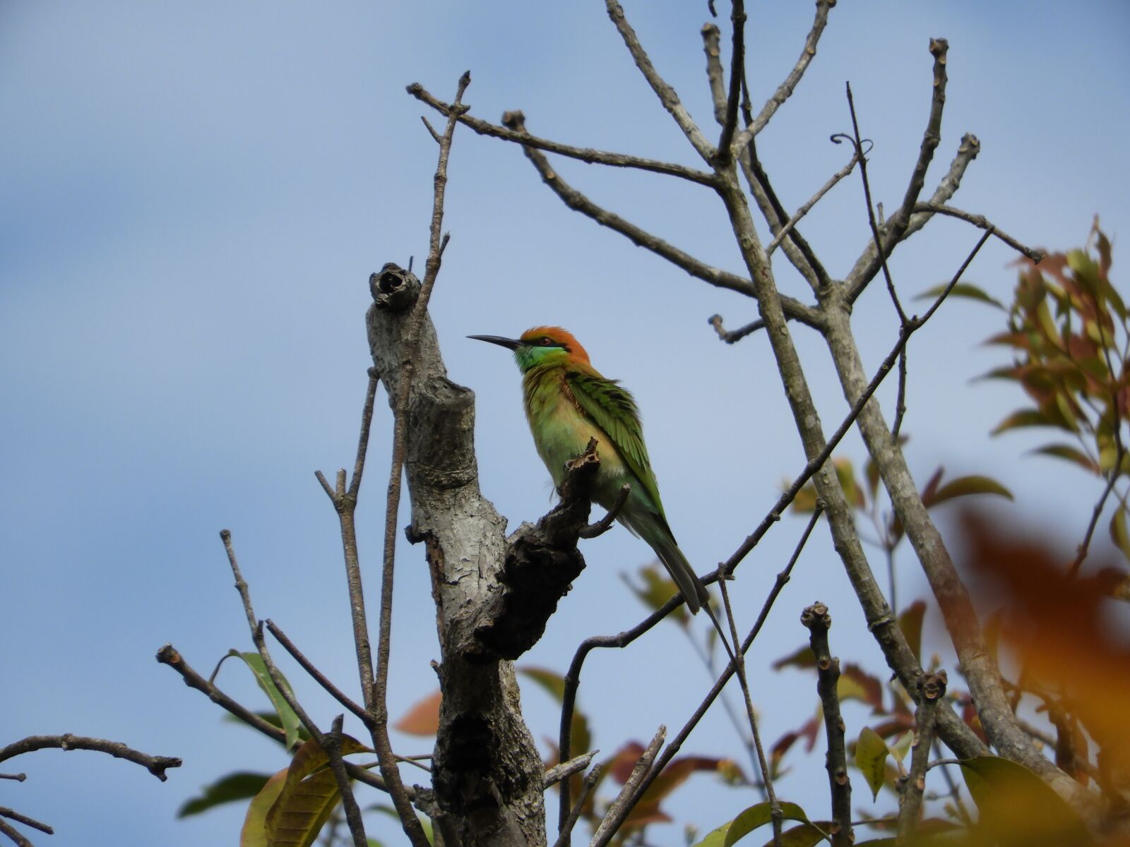 Nikon Coolpix B700 sample photo. Green bee-eater, bird, thailand photography
